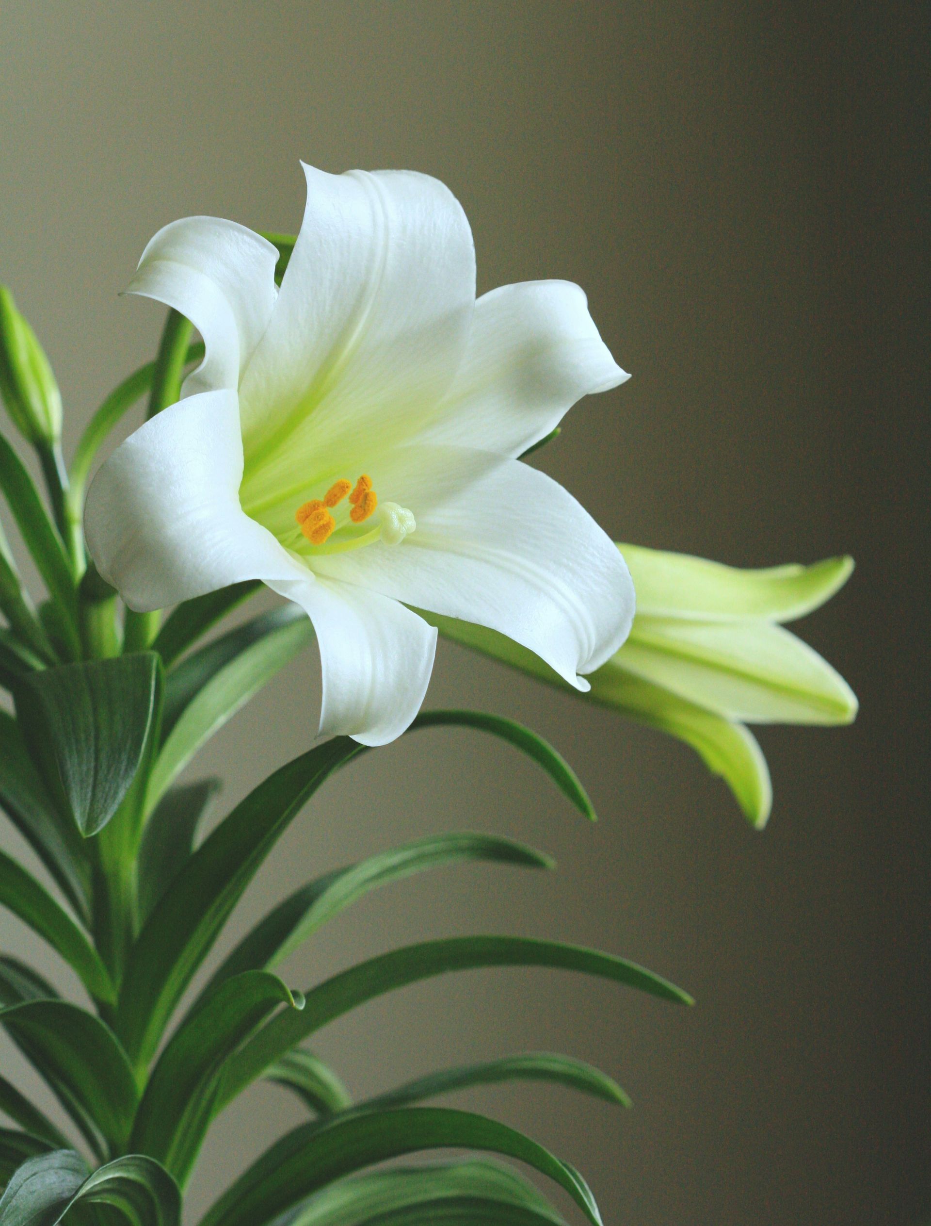 Easter Flower Form 2026