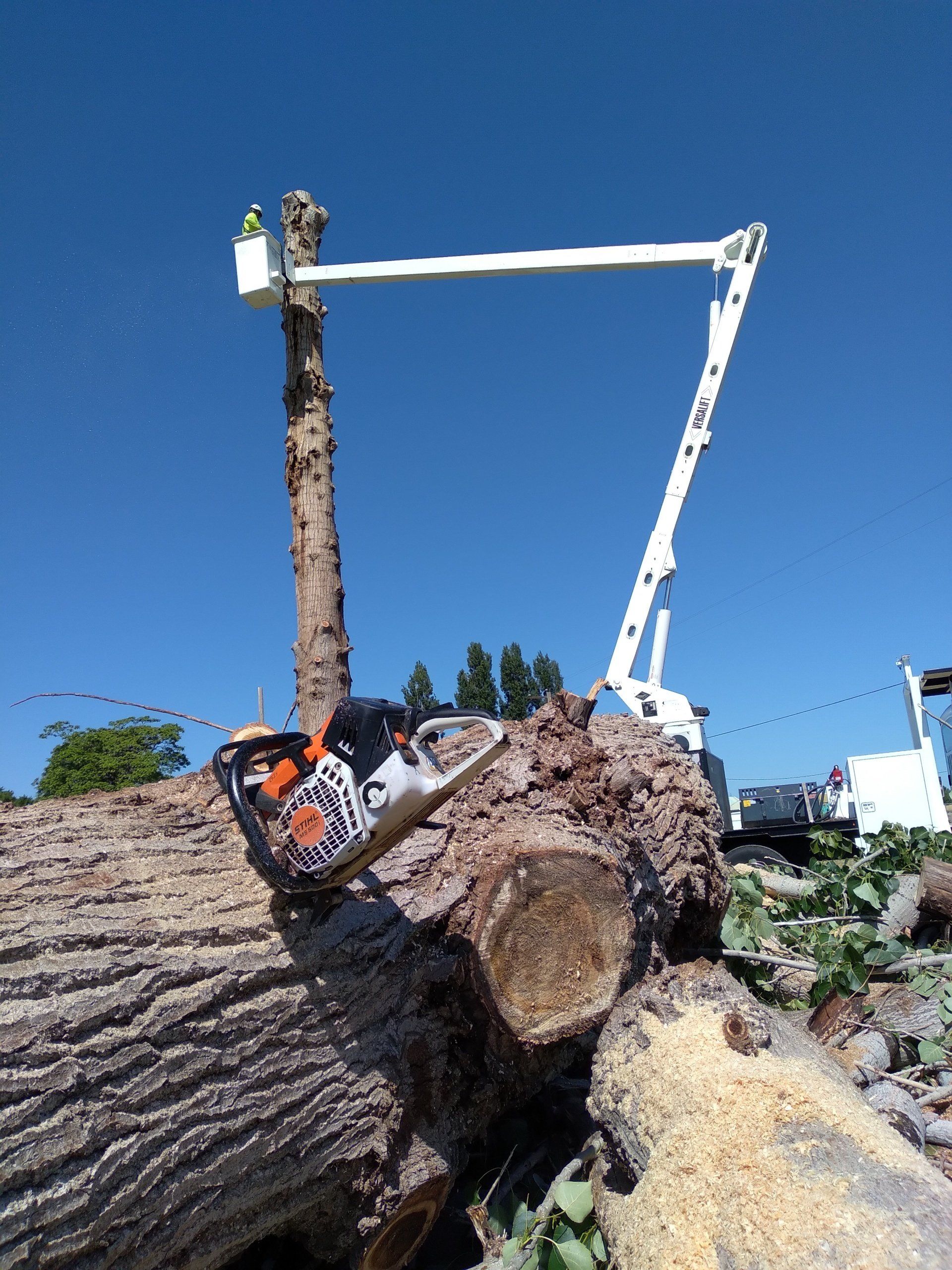 Tree removal. Chainsaw cutting a large log. A worker in a lift basket is at the top of the tree against a blue sky.