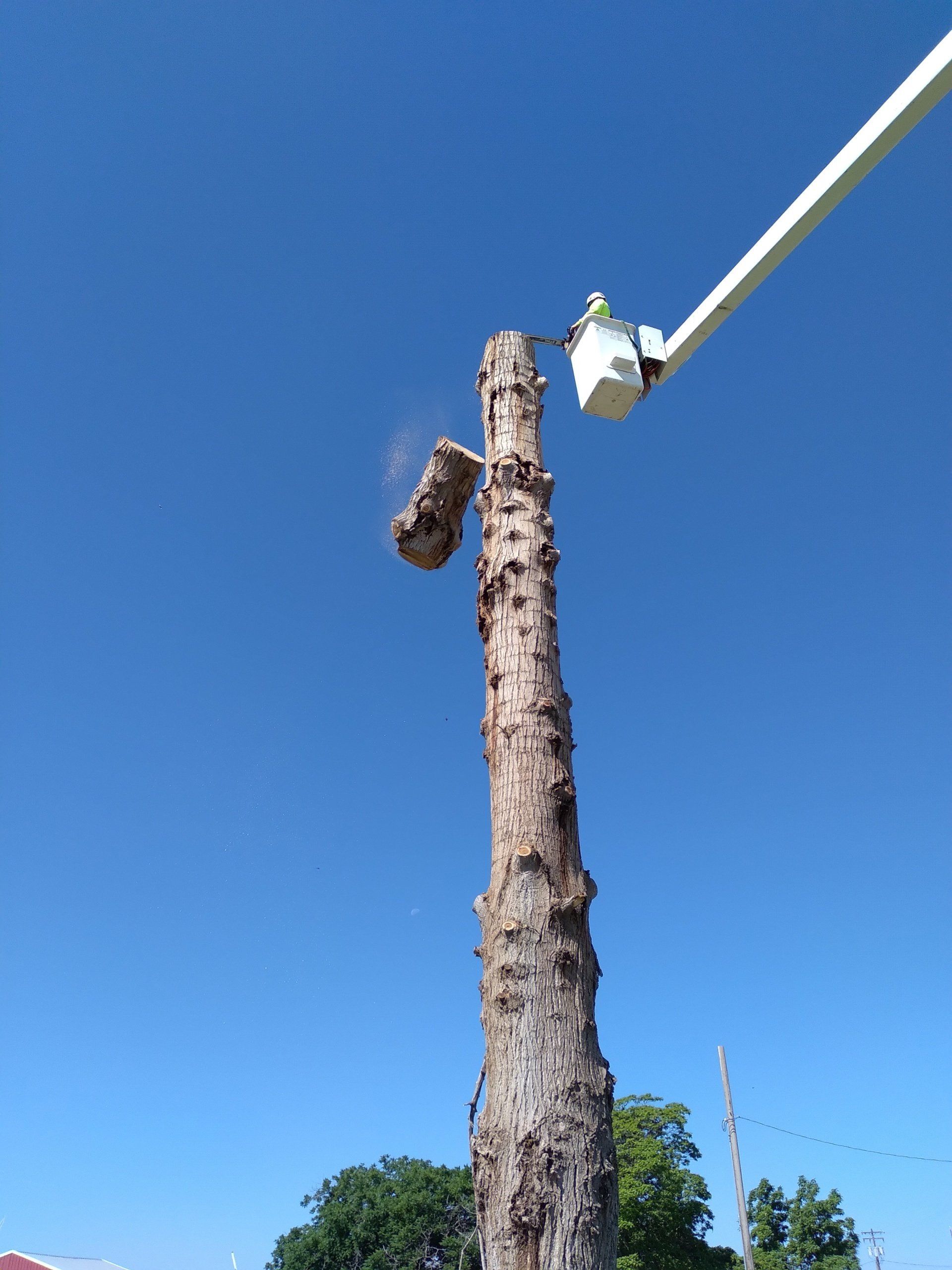 A dead tree being trimmed by someone in a bucket lift against a blue sky.