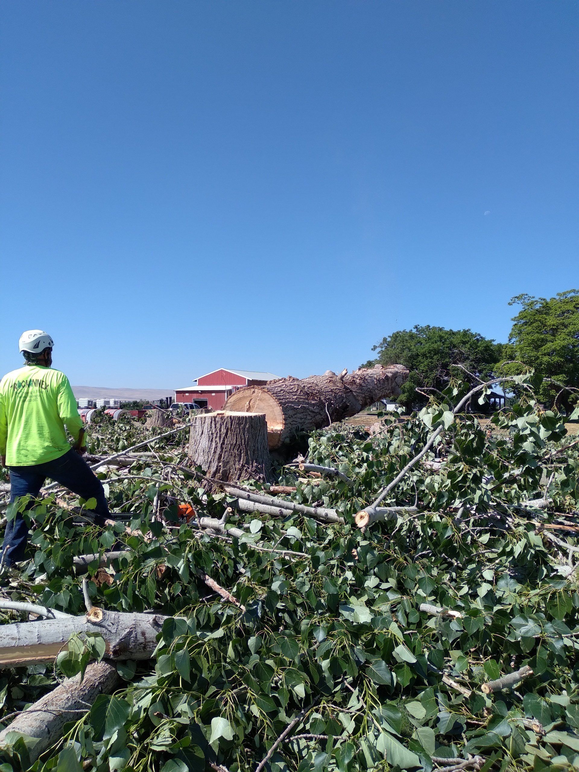 Man in safety gear surveying felled tree and debris under a clear blue sky.