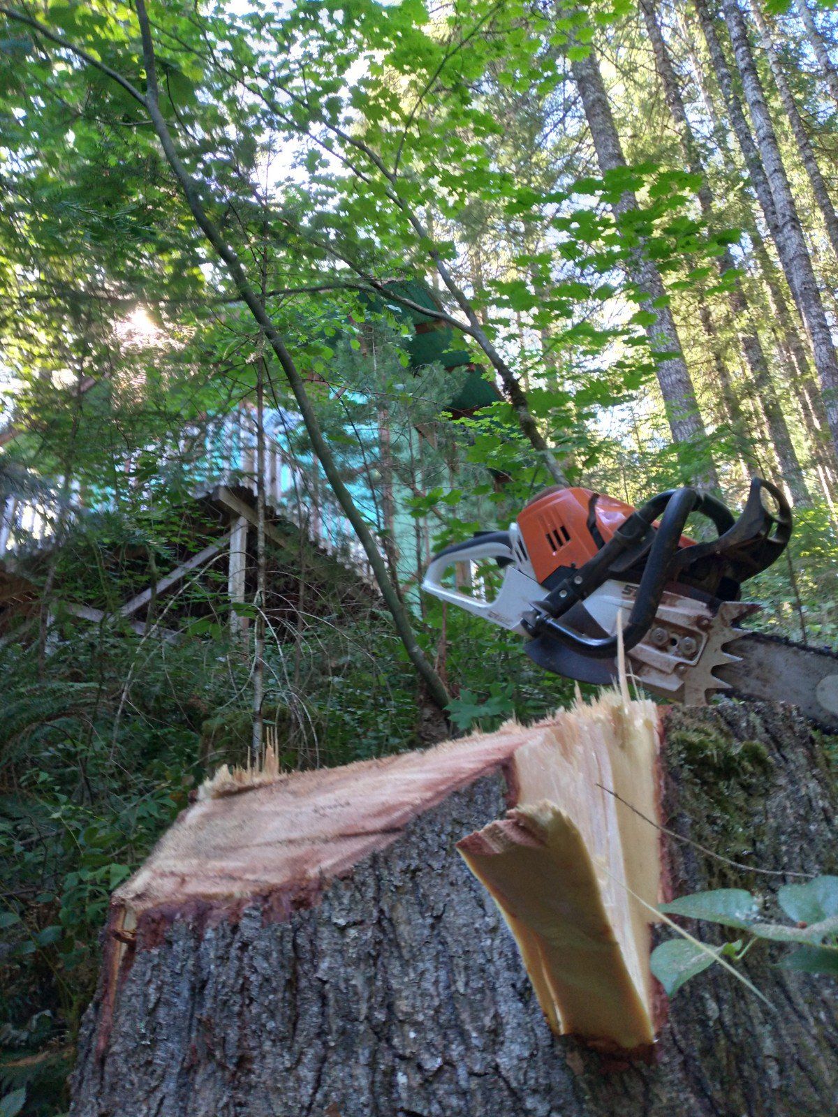Chainsaw cutting a tree stump in a forest. Light shines through trees, with a building visible in the background.