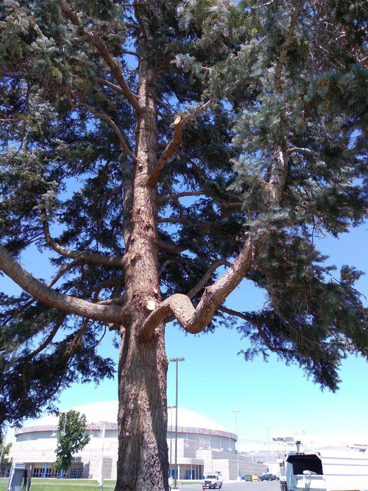 Tall tree with blue-green needles against a clear blue sky. Partially trimmed branches. Buildings and street light in the background.