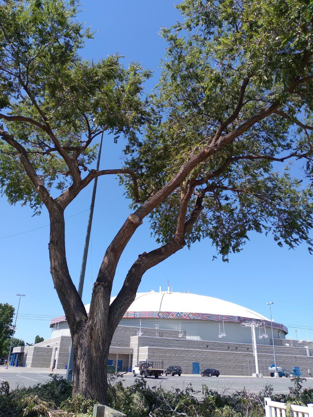 Tree with cut branches in front of a stadium with a domed roof under a blue sky.