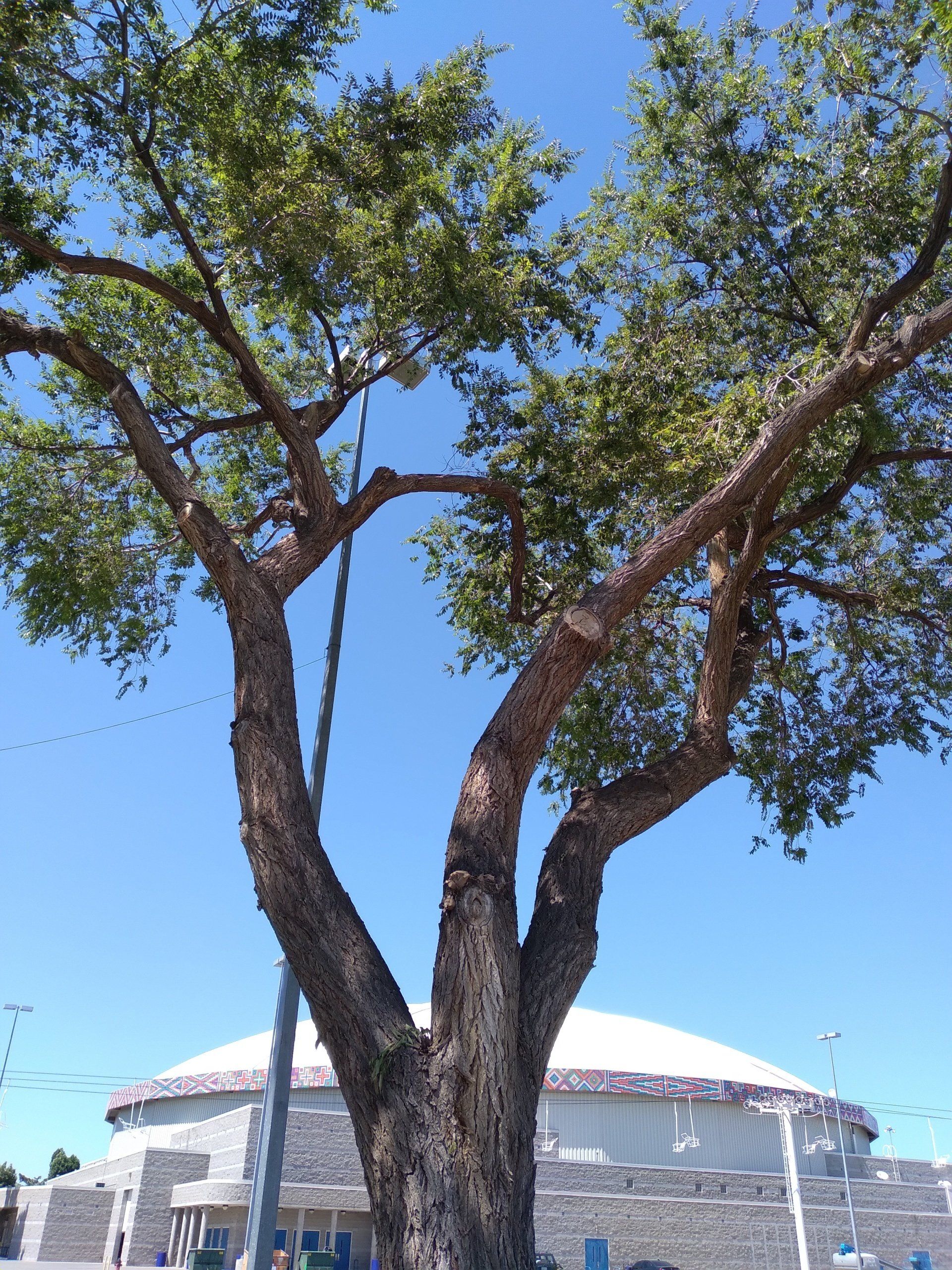 Tree with thick, textured trunk and green leaves, against a blue sky with a large, domed building visible.