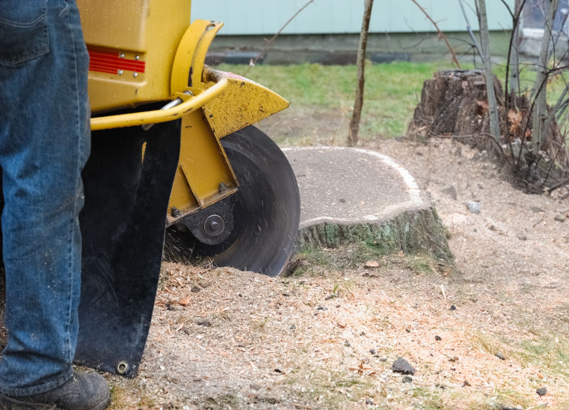 Stump grinding the tree trunk in back yard.
