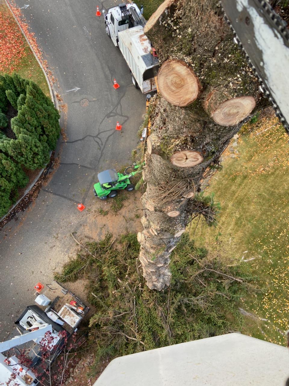 A high-angle view of a worker using a chainsaw to prune a tree, with equipment and a vehicle parked on a street below.