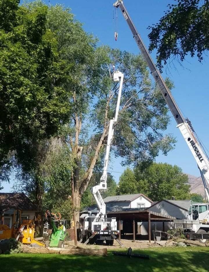 A white crane and an aerial lift working to trim or remove a large tree in a residential backyard on a sunny day.