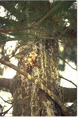 Tree trunk with sap dripping, some of which is clumped, brown bark, and green needles in the background.