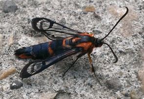 A wasp moth with black-and-orange striped body and transparent wings resting on a rough, gray stone surface.