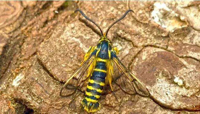 A clearwing moth with yellow and black striped patterns, resting on textured tree bark.