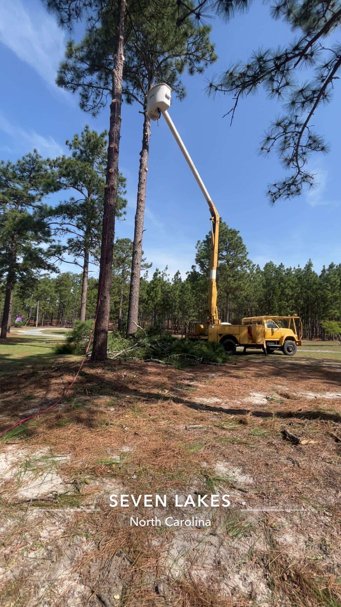 Yellow bucket truck trimming tall pine trees in a wooded area under a blue sky.