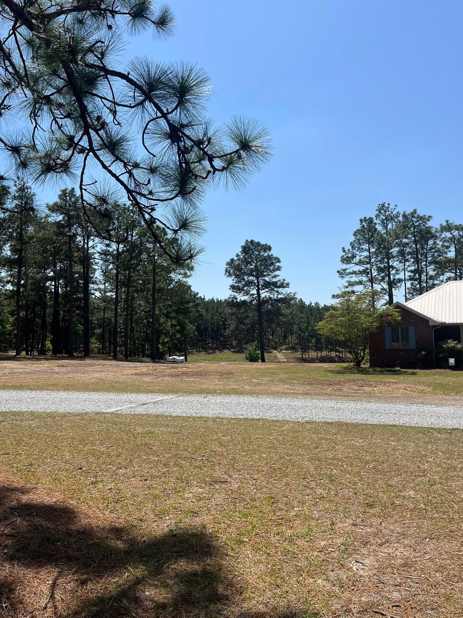 Leaf-covered field with pine trees, a dirt road, and a small house under a clear blue sky