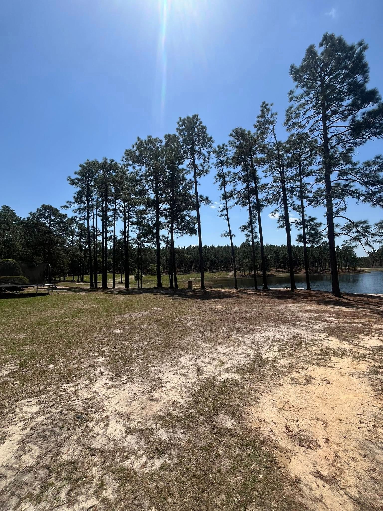 Sunny sandy clearing with tall pine trees and a lake under a clear blue sky