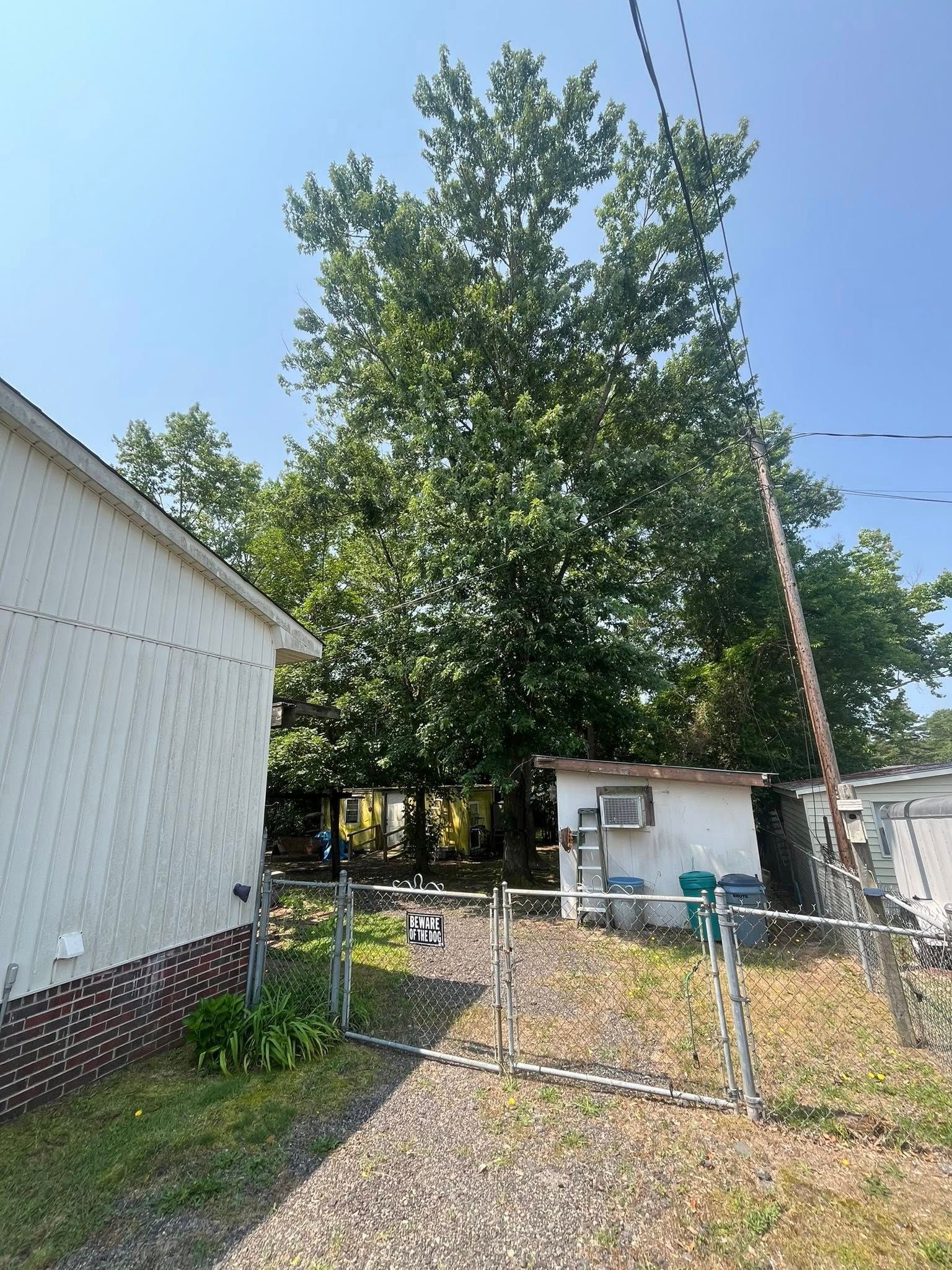 Backyard with chain-link gate, tall tree, and small white shed beside a house under a blue sky