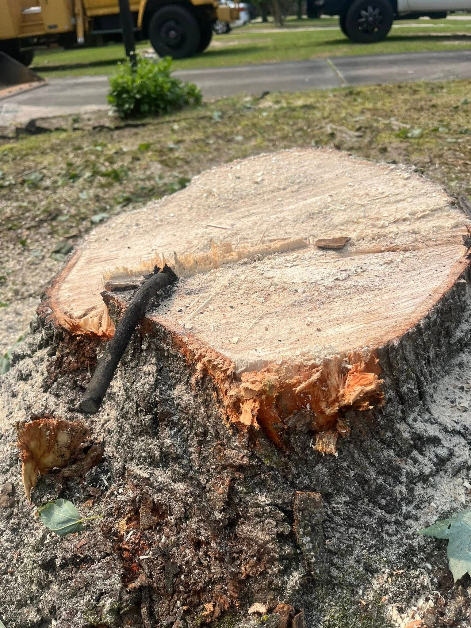 Freshly cut tree stump with an axe embedded in it, outdoors near a grassy area