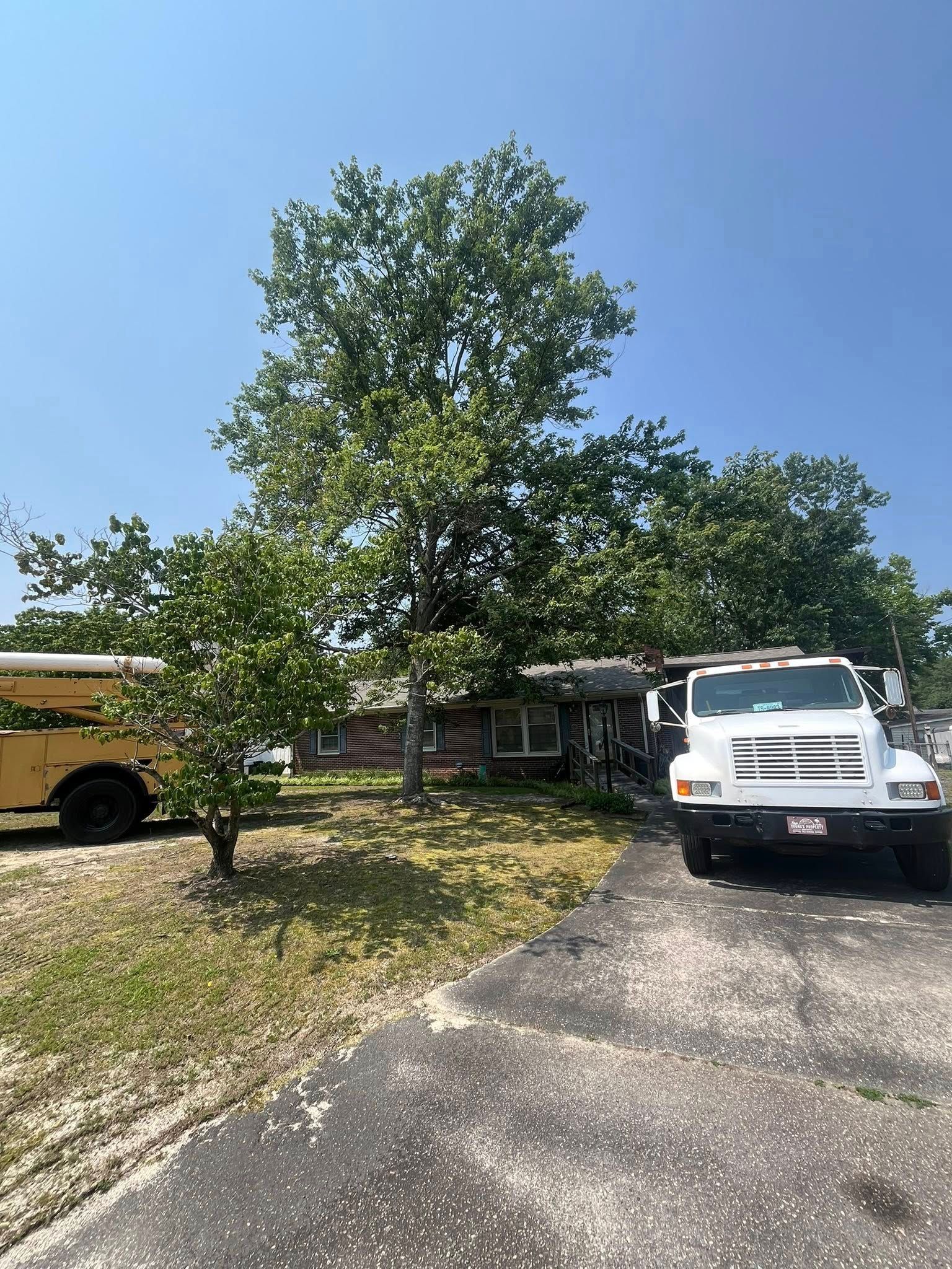 White pickup truck parked in a driveway beside a large tree and a house on a sunny day