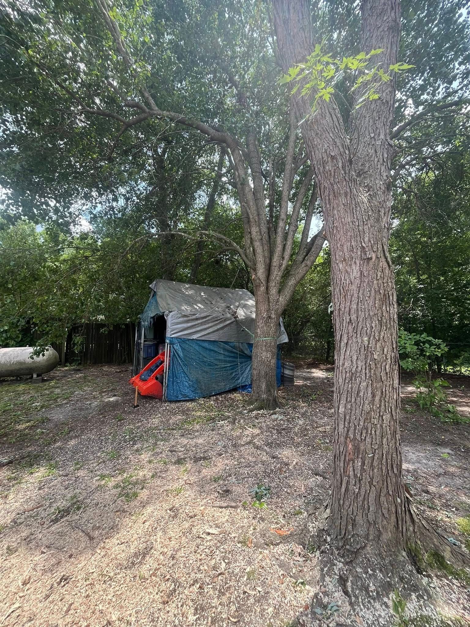 Small tarp-covered shelter in a wooded area, with a large tree in the foreground and leaves covering the ground.
