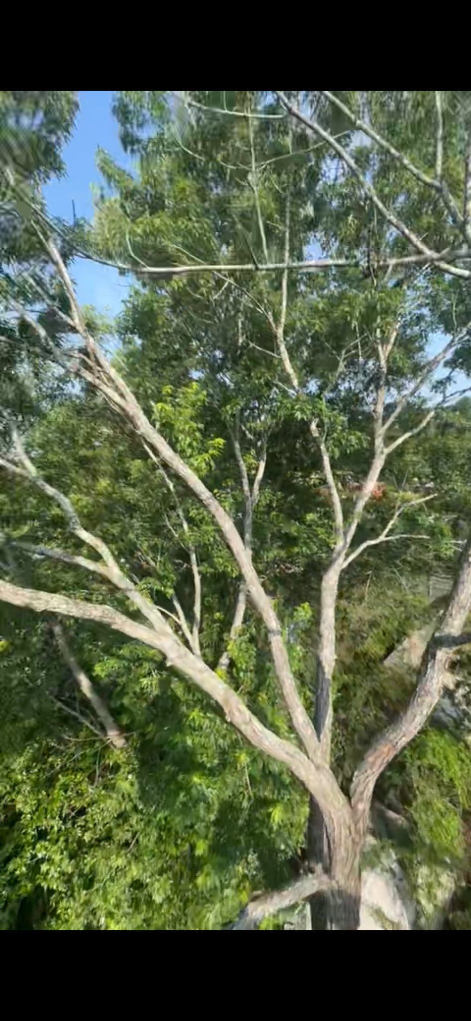 Tall leafy tree with pale branches against a blue sky and green foliage backdrop