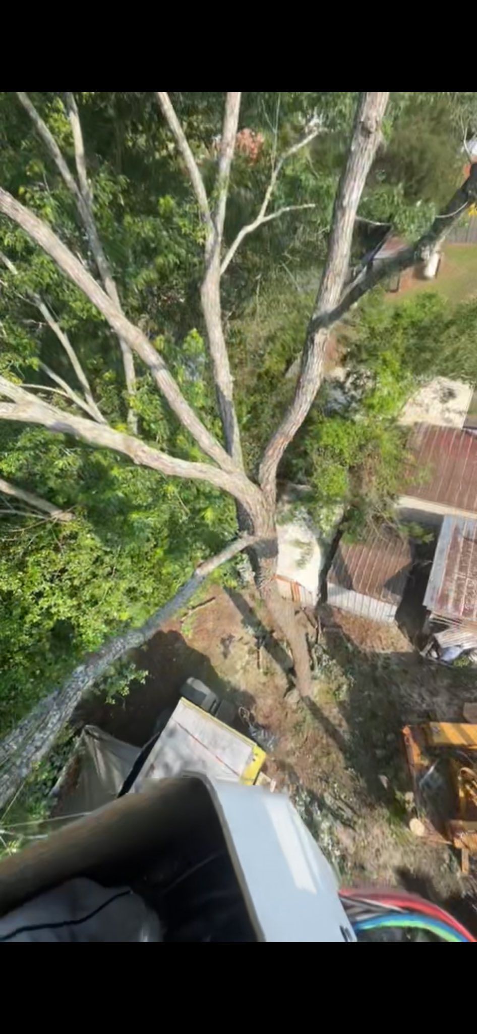 Leafless tree branches over a garden and patio, with a house roof and greenery below