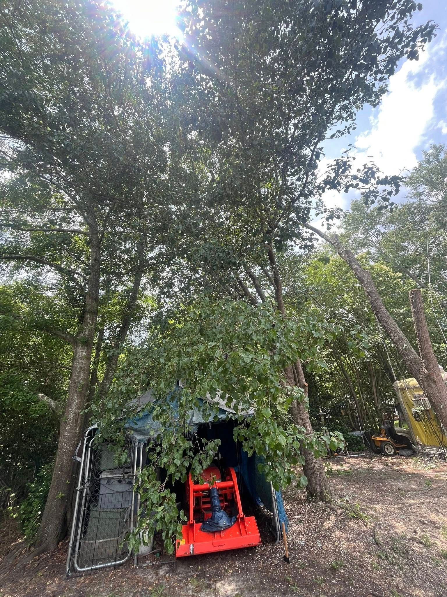 Red playground ride under trees in a wooded park, with sunlight filtering through the branches.