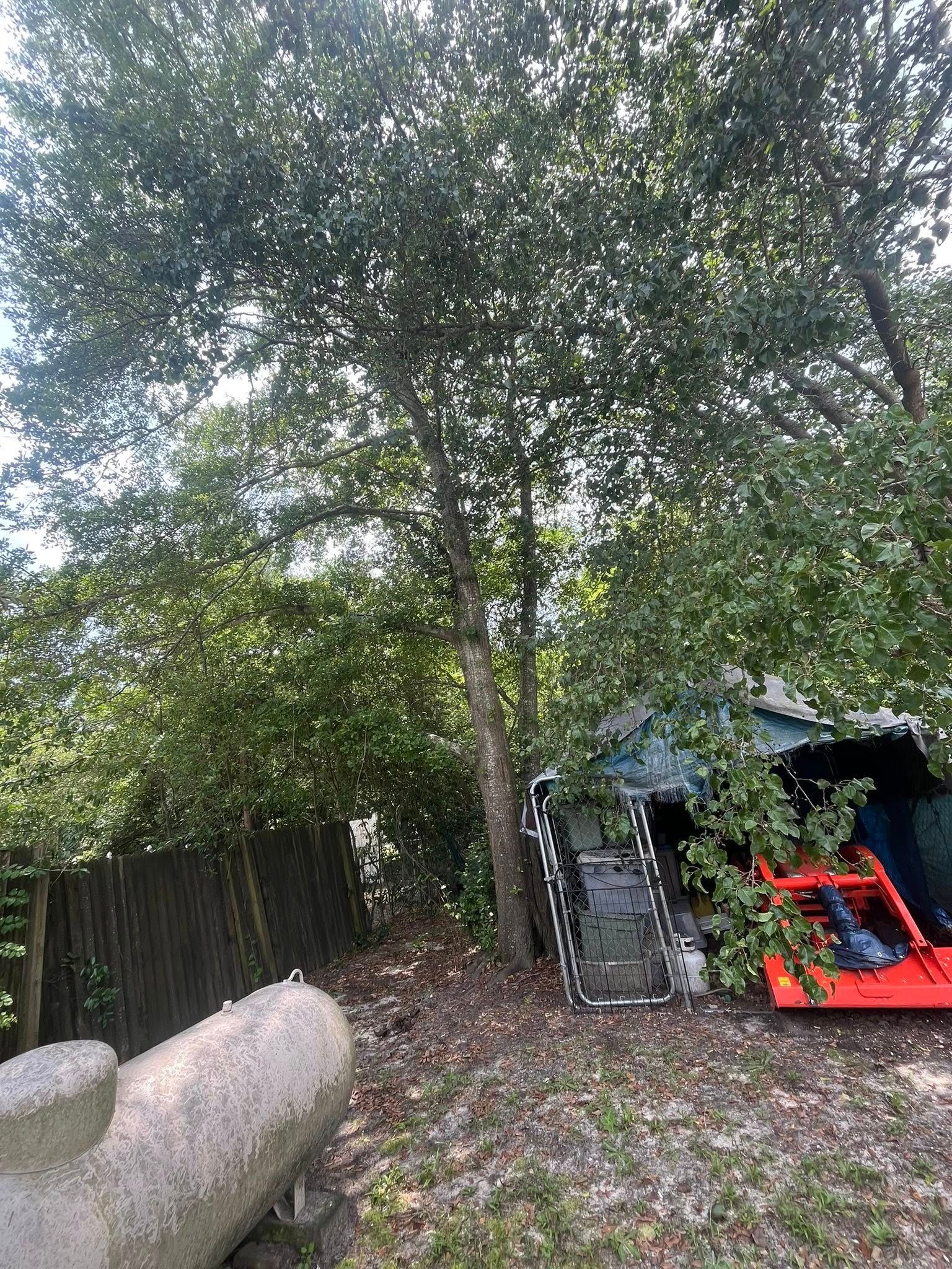 Backyard with large trees, wooden fence, and a red-and-black play tent near the right side.