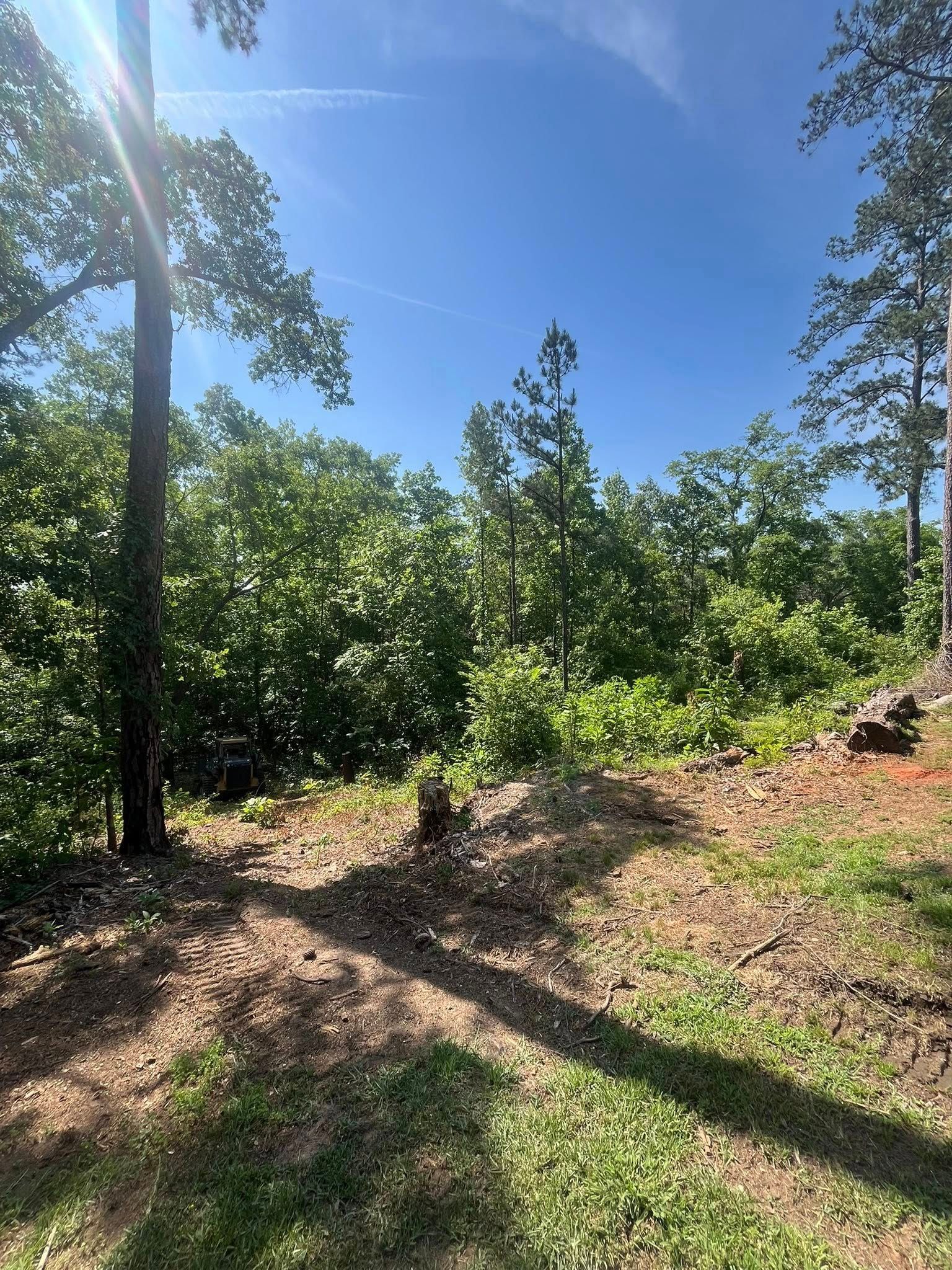 Sunny wooded trail with green trees, blue sky, and long shadows on the ground