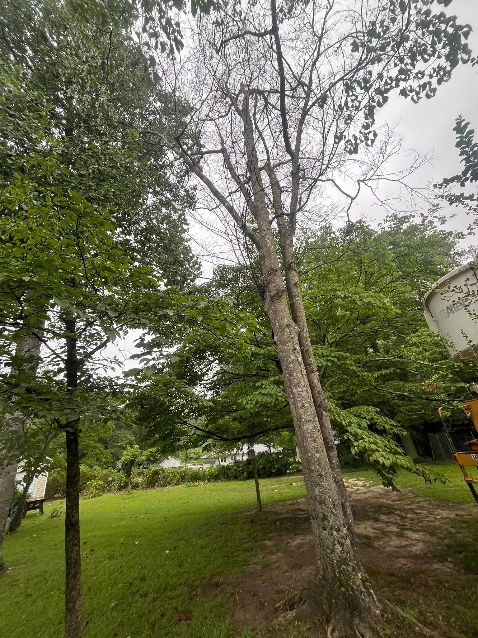 Tall tree in a grassy yard with dense green foliage and an overcast sky.