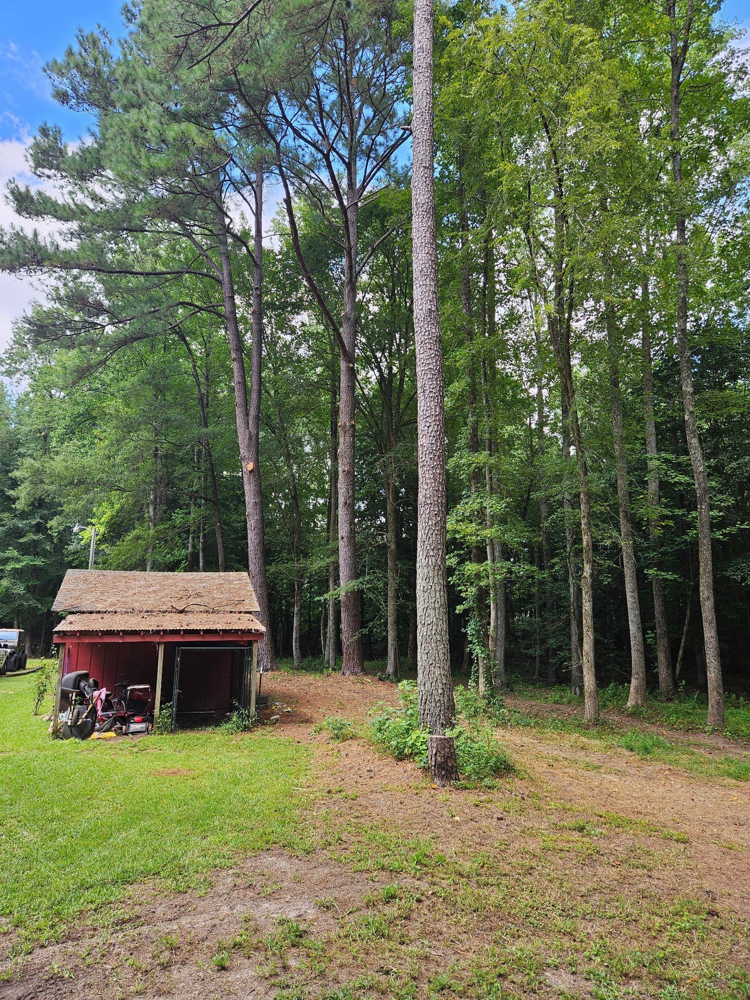 Small red shed beside a grassy path in a wooded clearing with tall green trees and blue sky