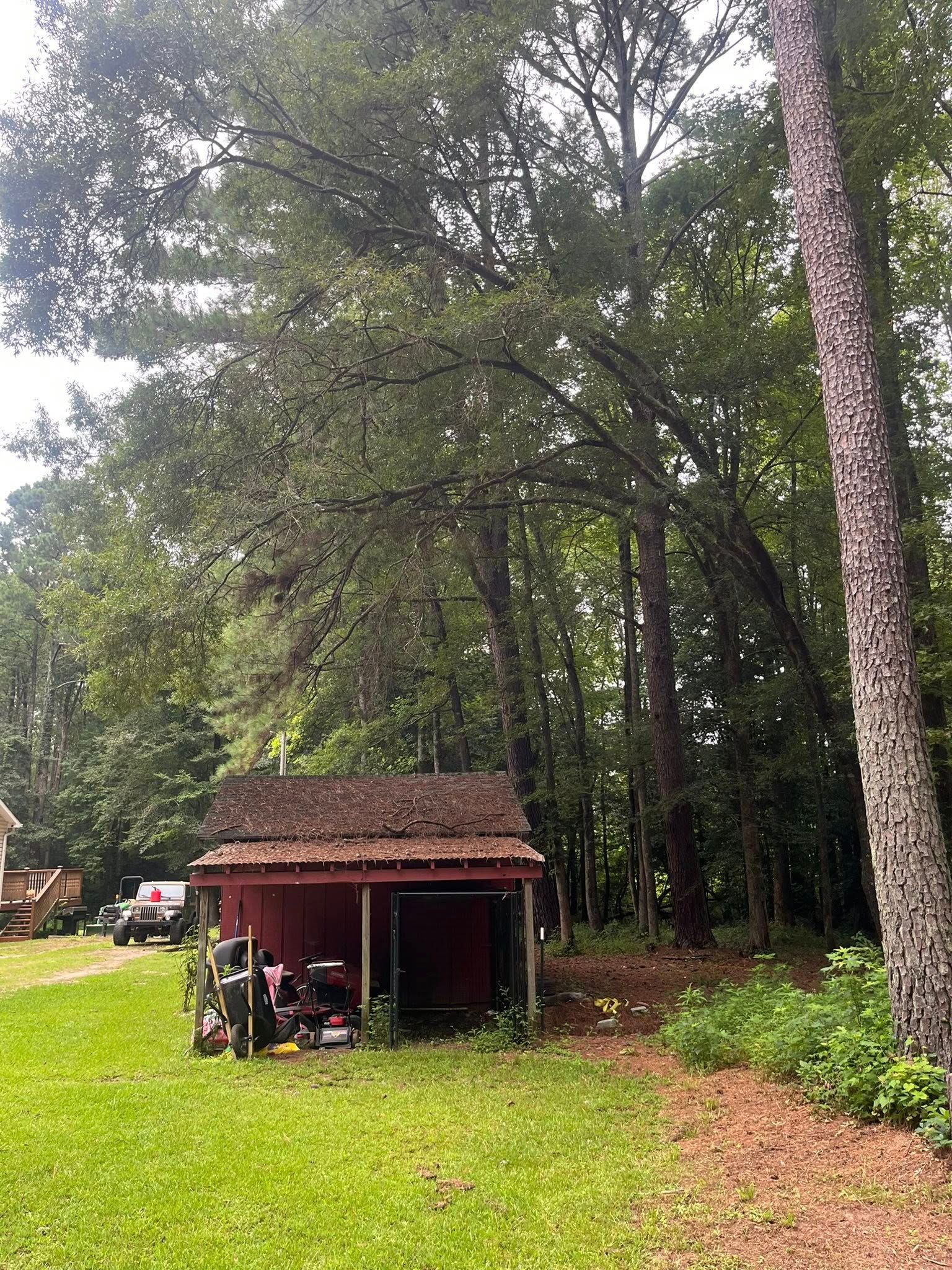 Small red shed in a grassy wooded yard with tall trees and a parked vehicle nearby