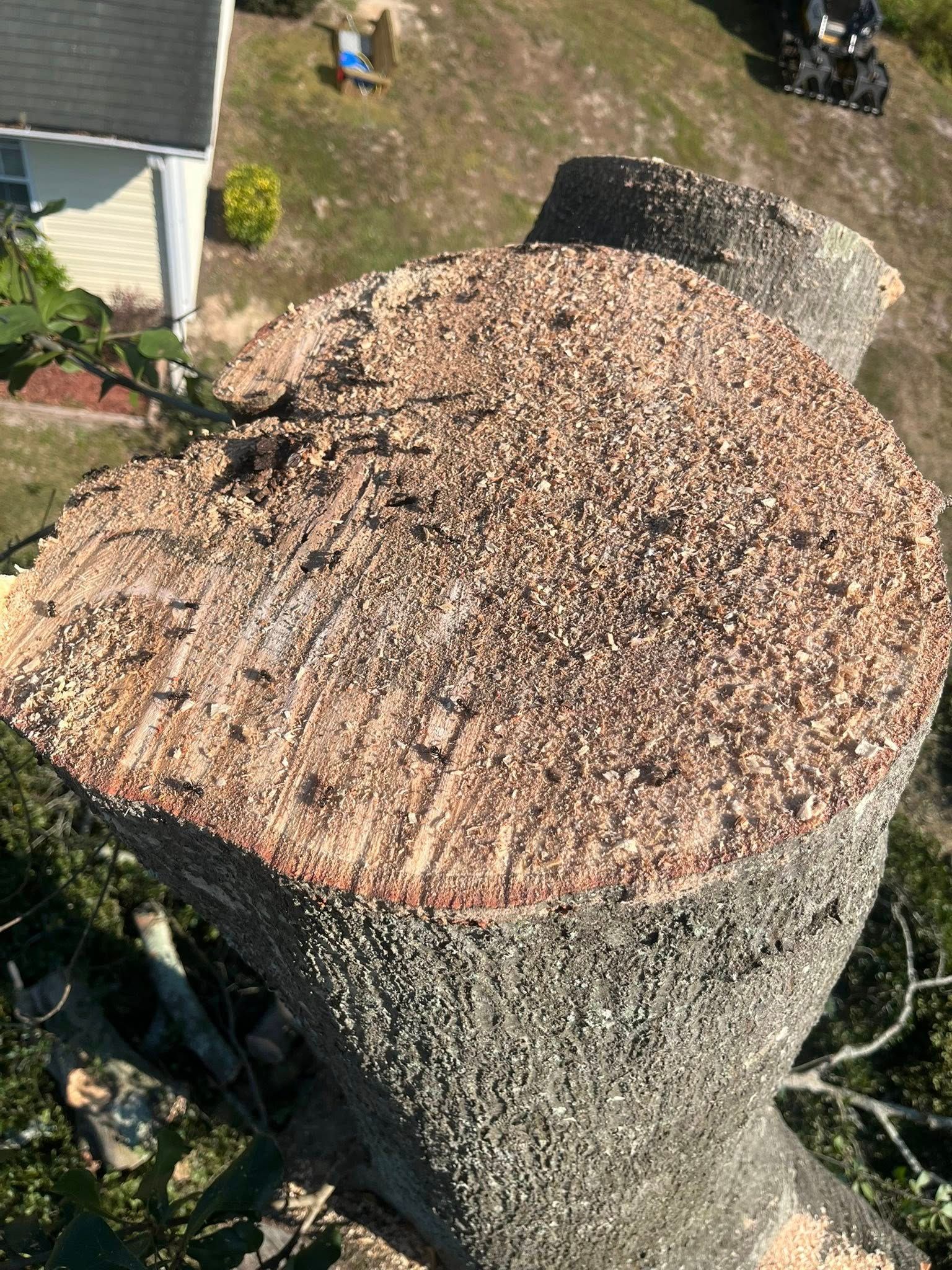A freshly cut tree stump with sawdust on top in a yard, viewed from above.