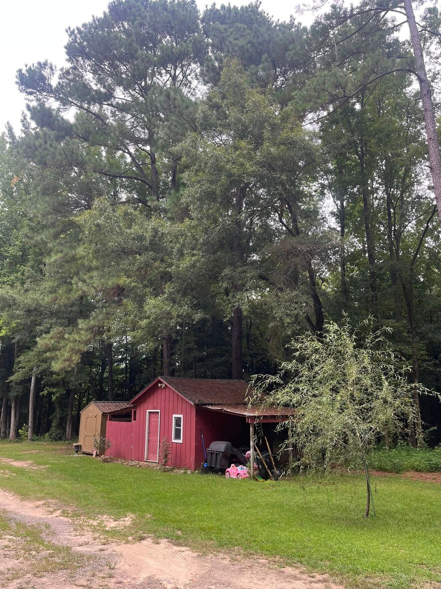 Small red shed in a grassy yard beside a dirt path, surrounded by tall trees.