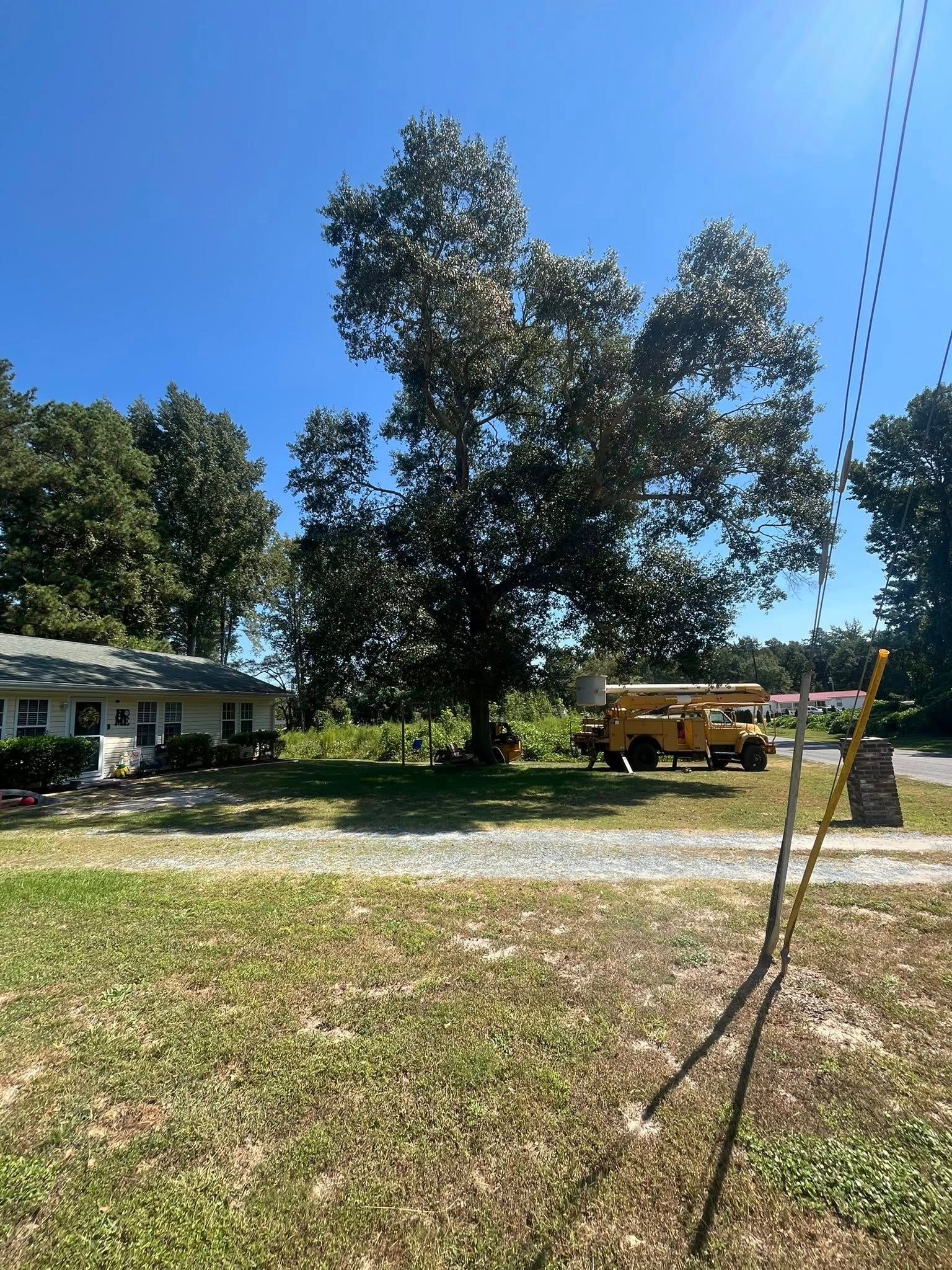 Grassy yard with large trees, a house on the left, and a yellow school bus parked in the background.