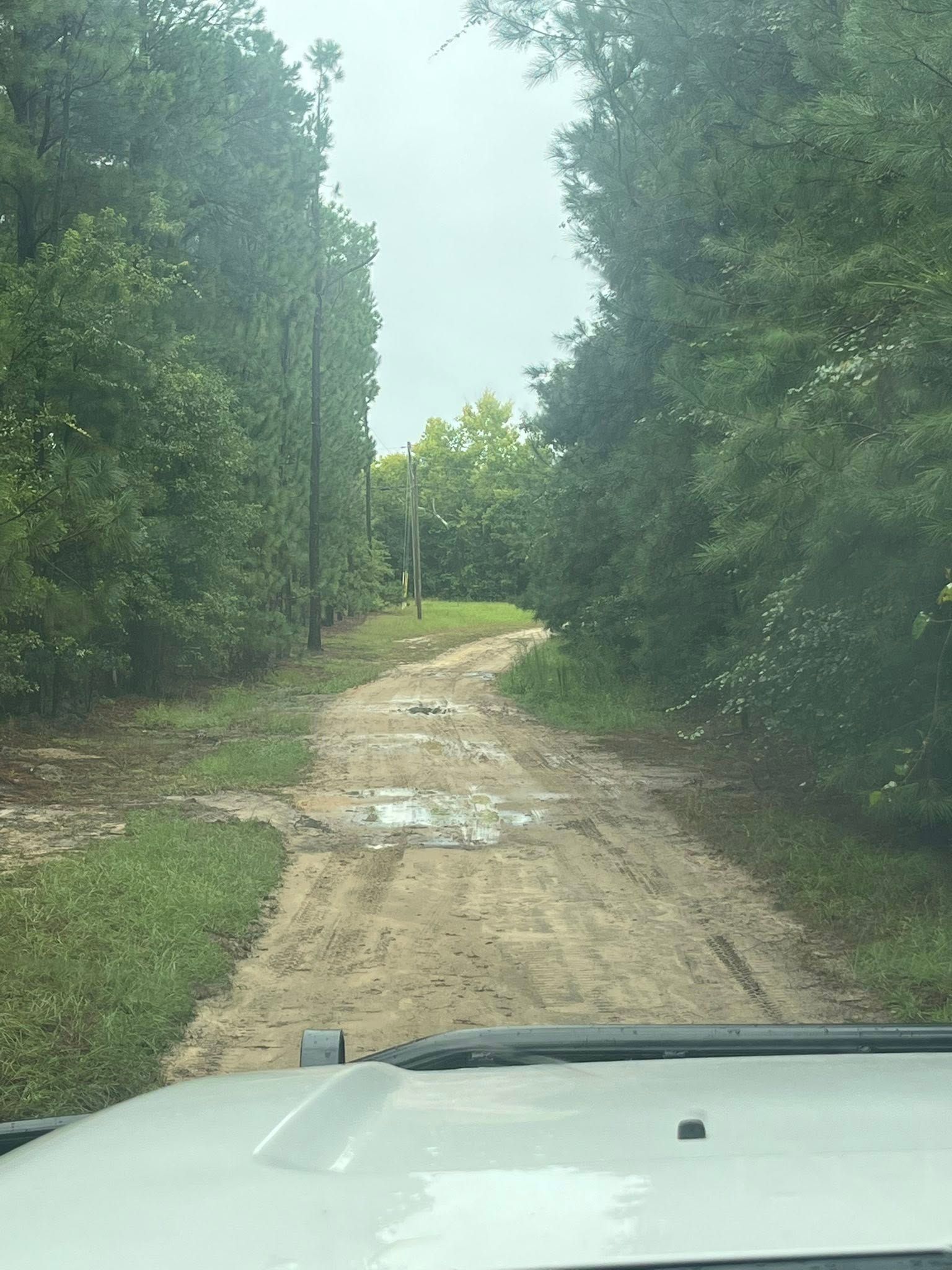 Dirt road through dense green trees, viewed over a vehicle hood, with puddles after rain.