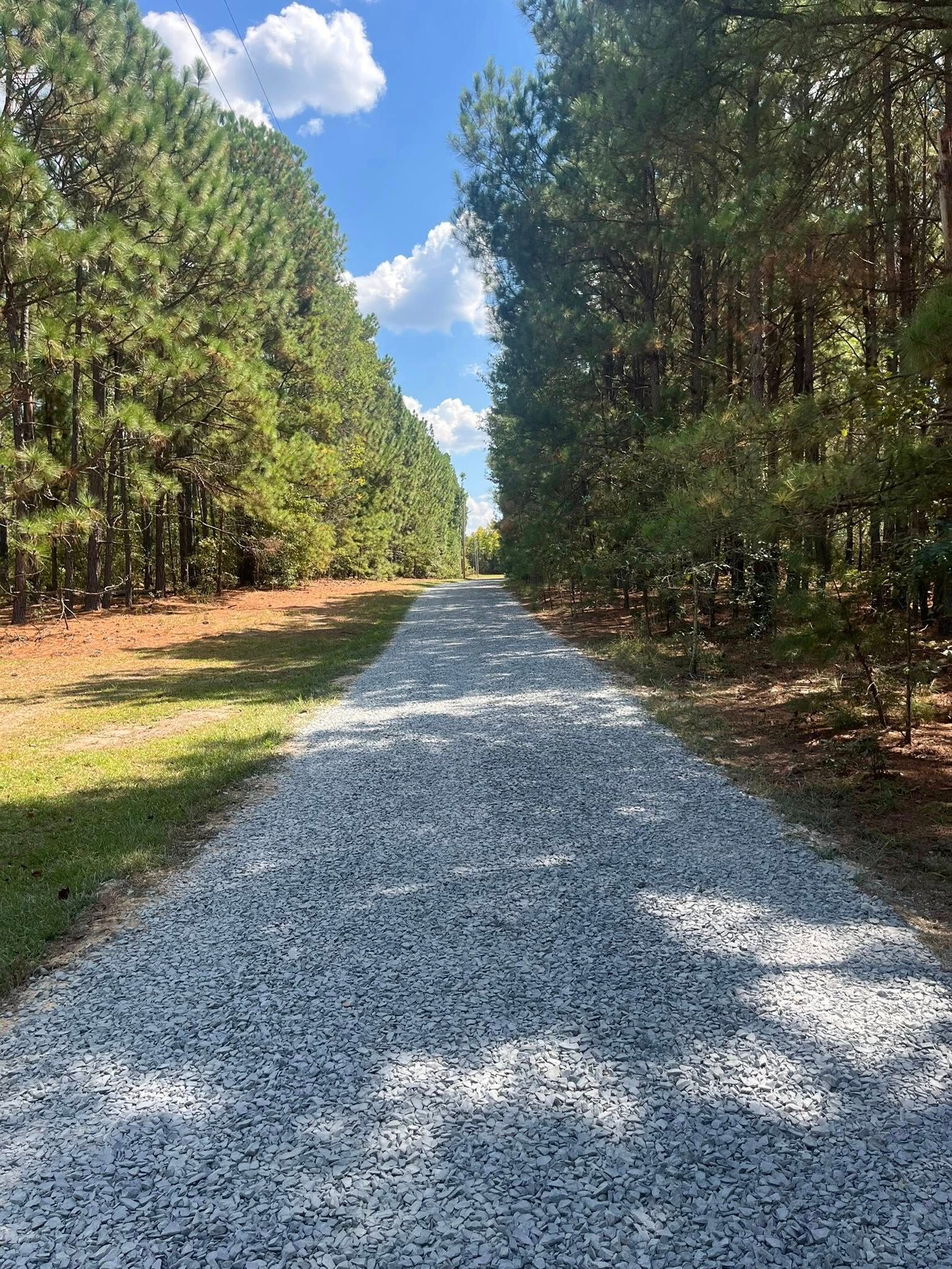 Gravel path through a pine forest under a blue sky with scattered clouds