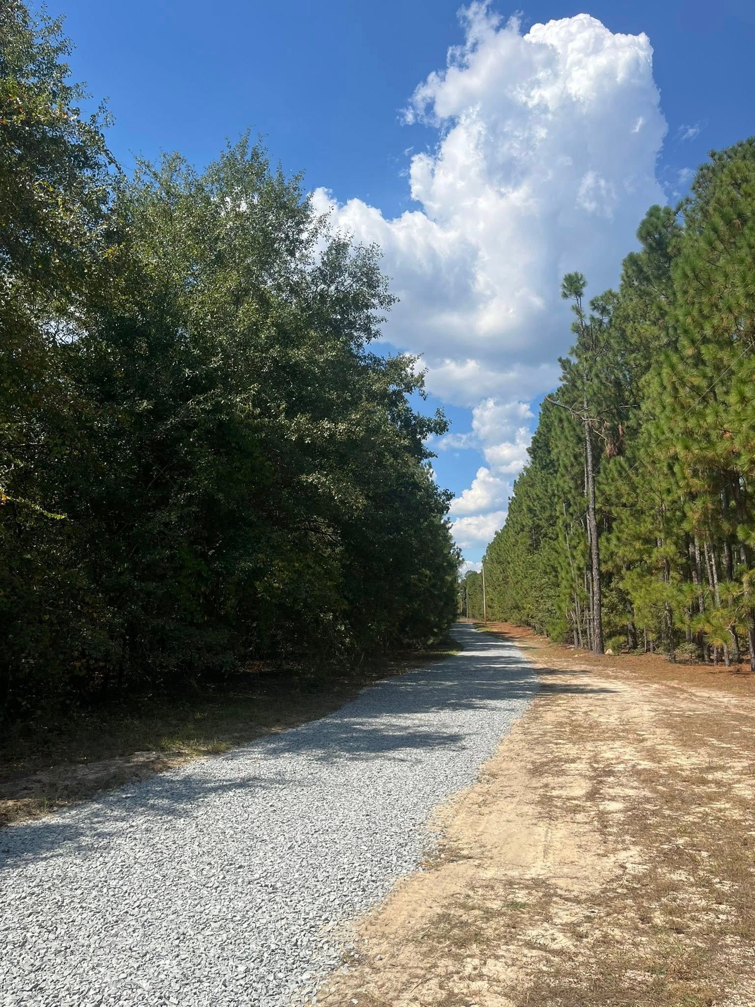 Gravel road through trees under a bright blue sky with large white clouds