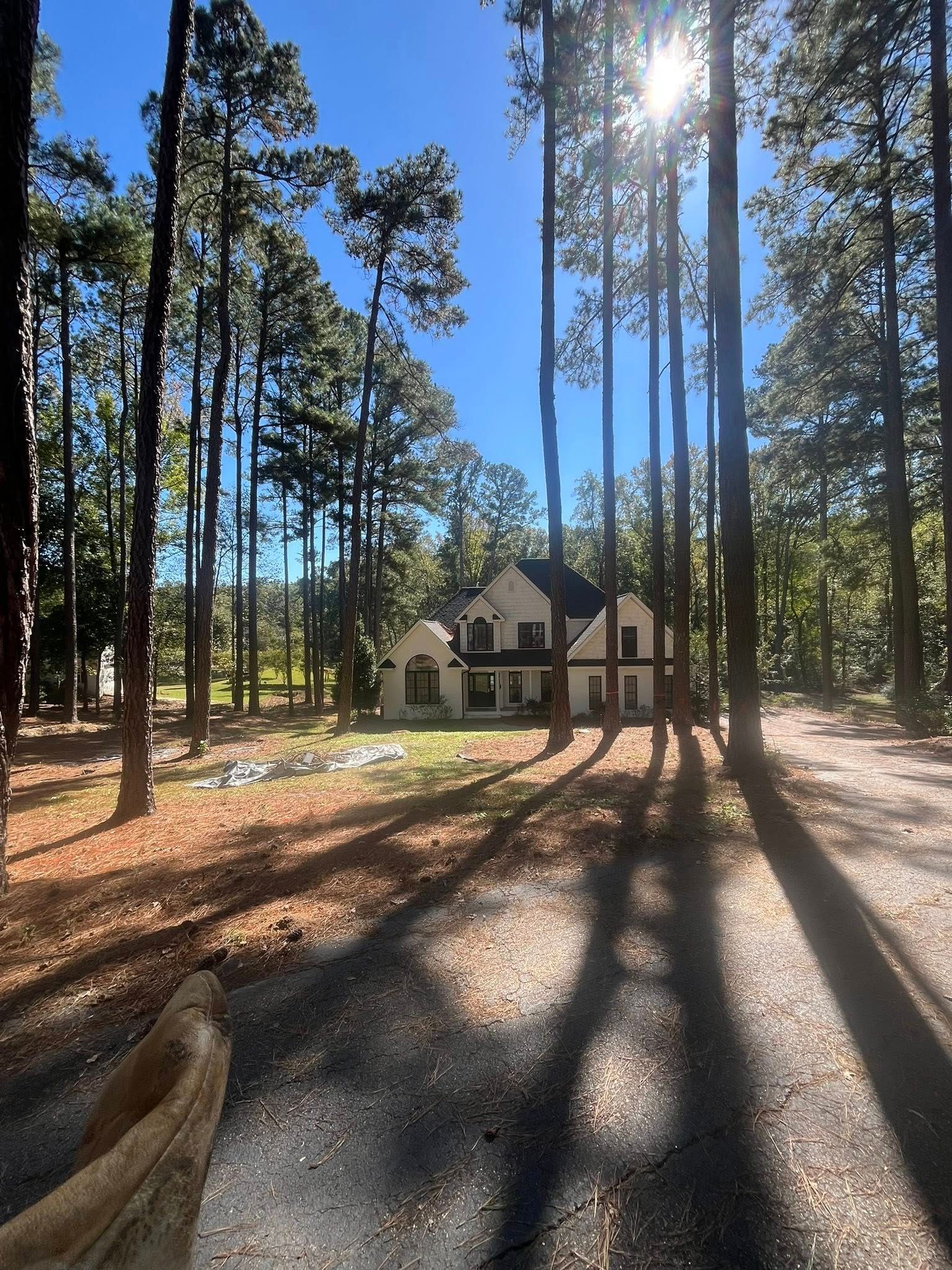 Sunlit house among tall pine trees, with long shadows across a gravel driveway