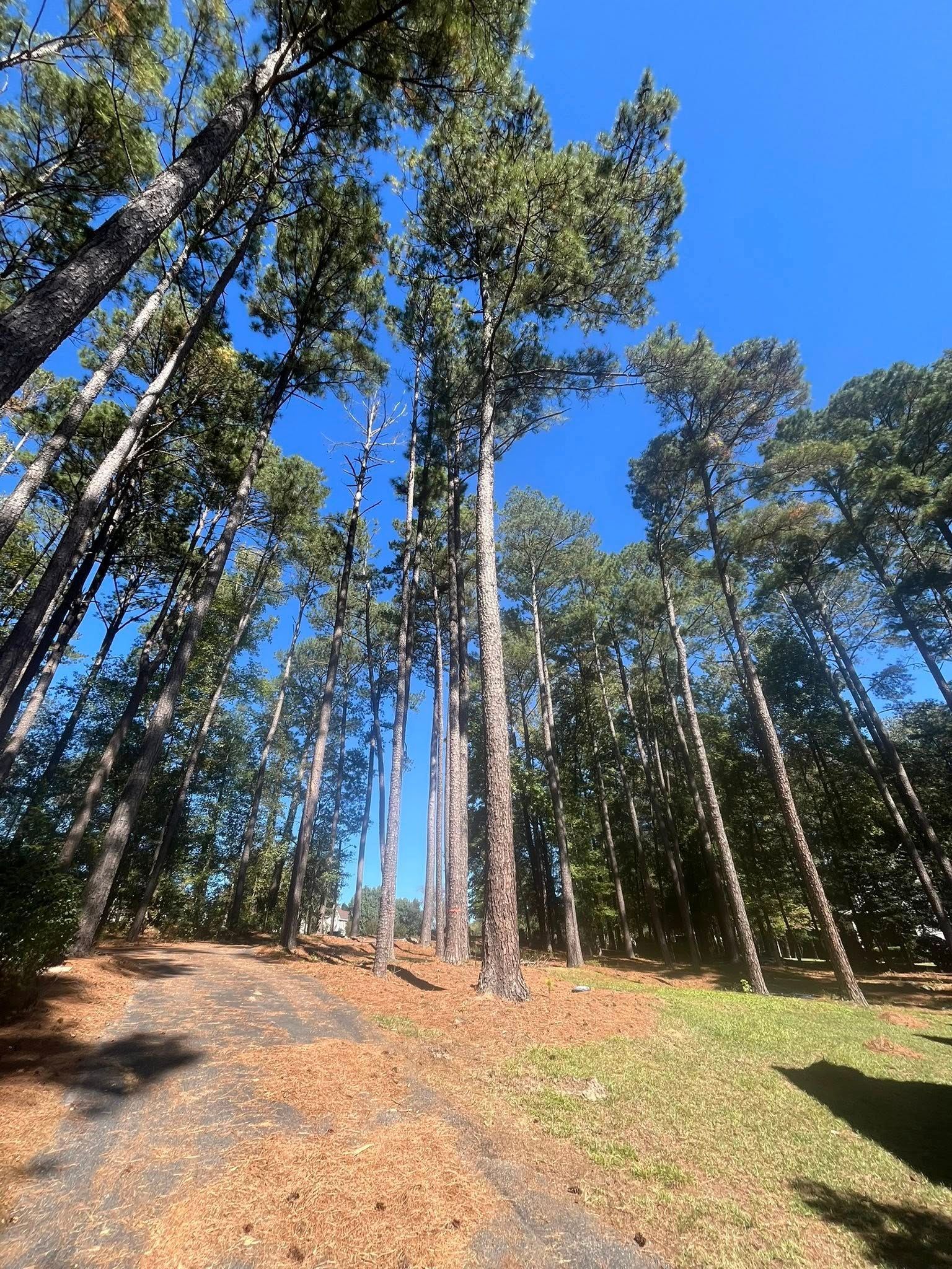 Tall trees on a sunlit hillside under a bright blue sky.