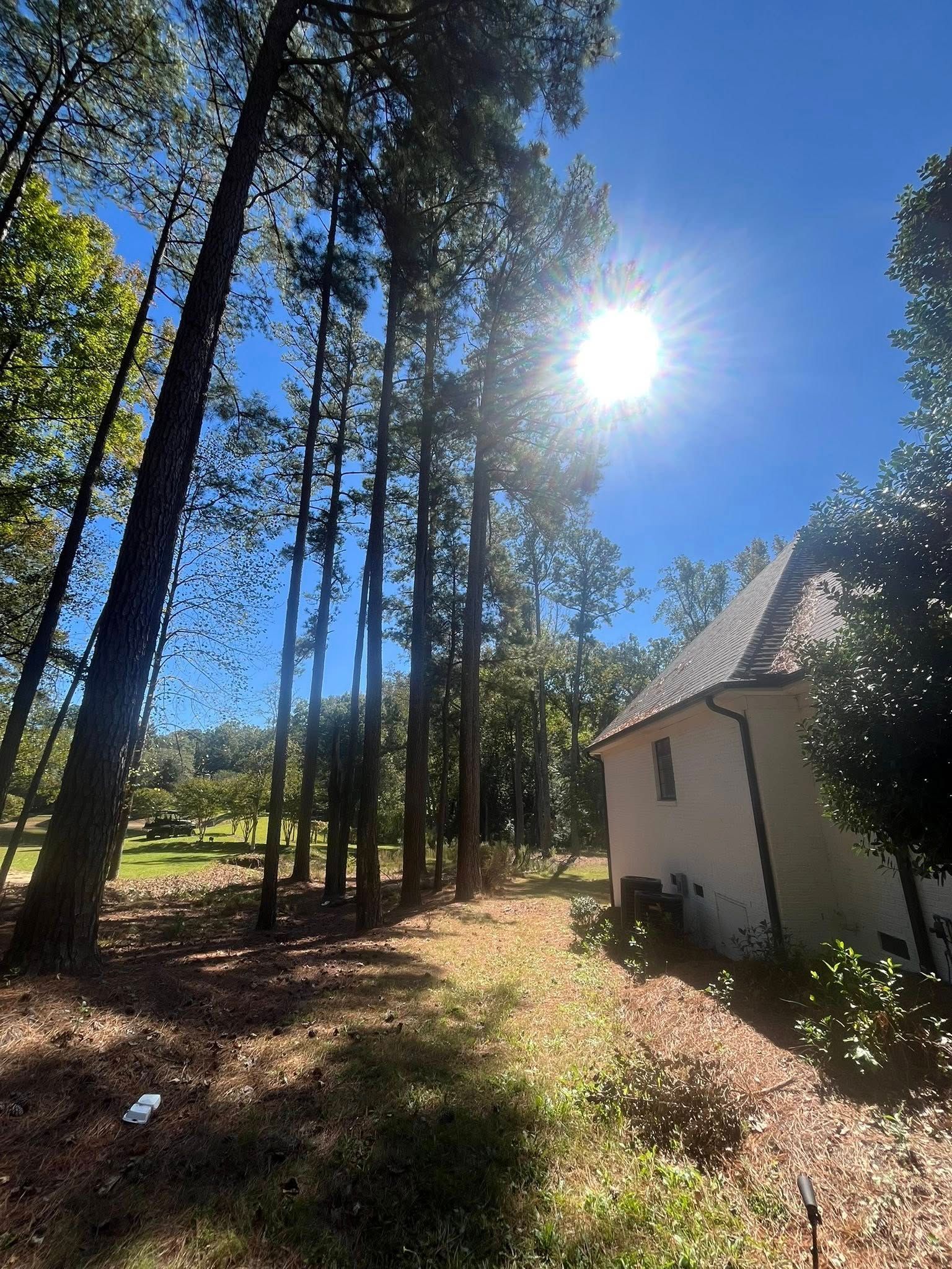 Sunlit forest clearing with tall trees and a small white building under a bright blue sky