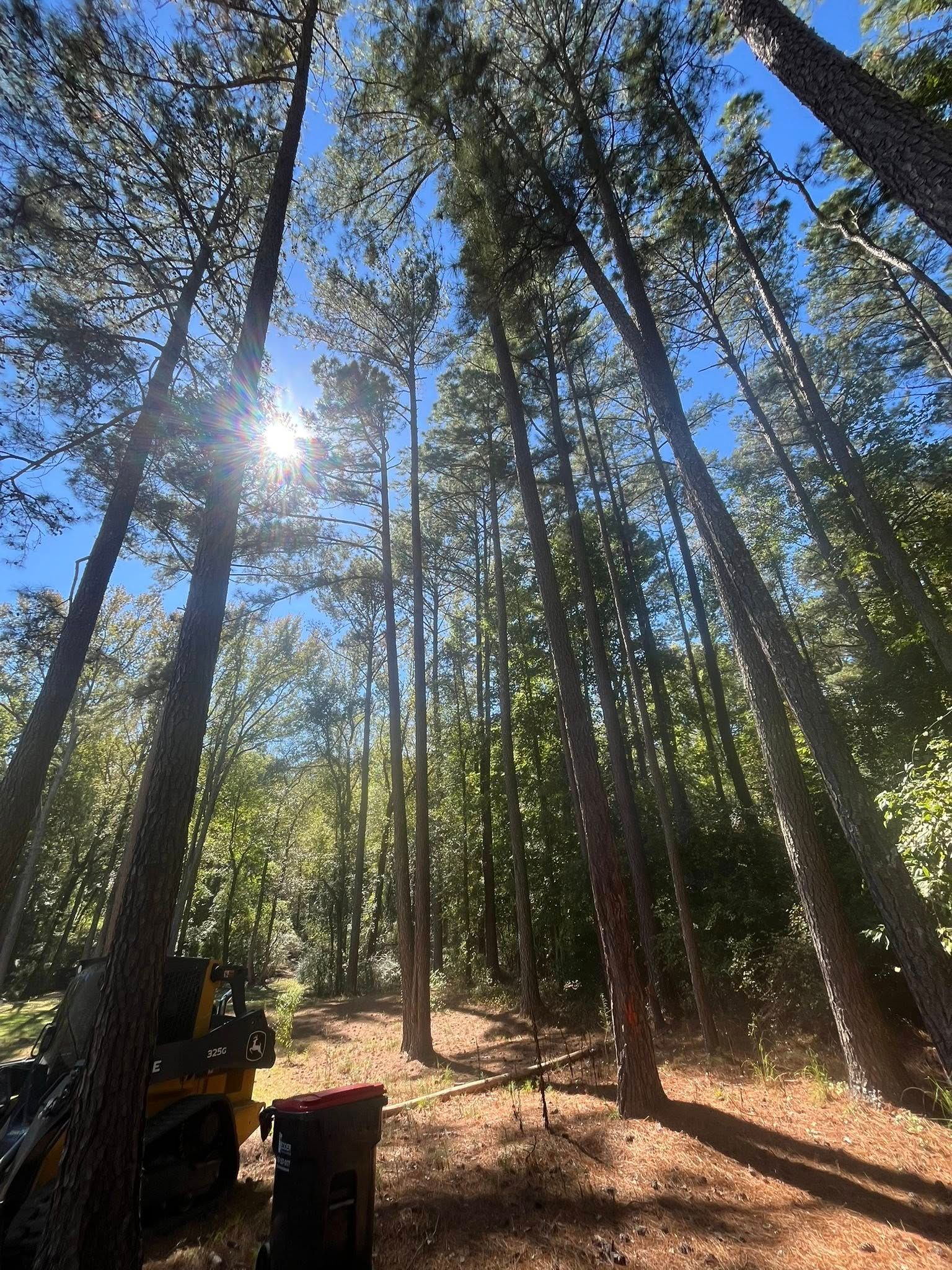 Tall pine forest with sunlight filtering through trees and a dirt path below