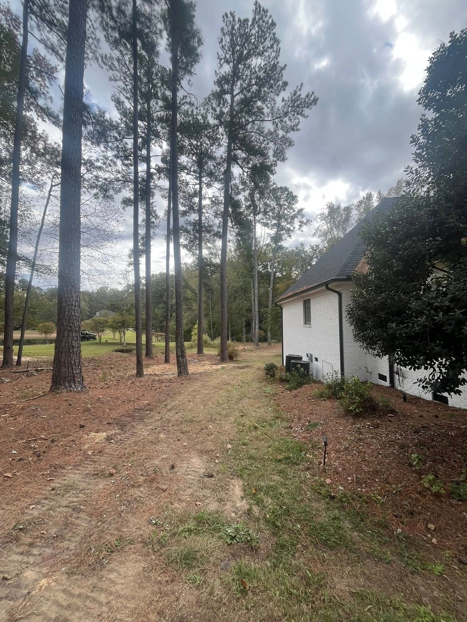Dirt path beside a white house in a pine forest under a cloudy sky