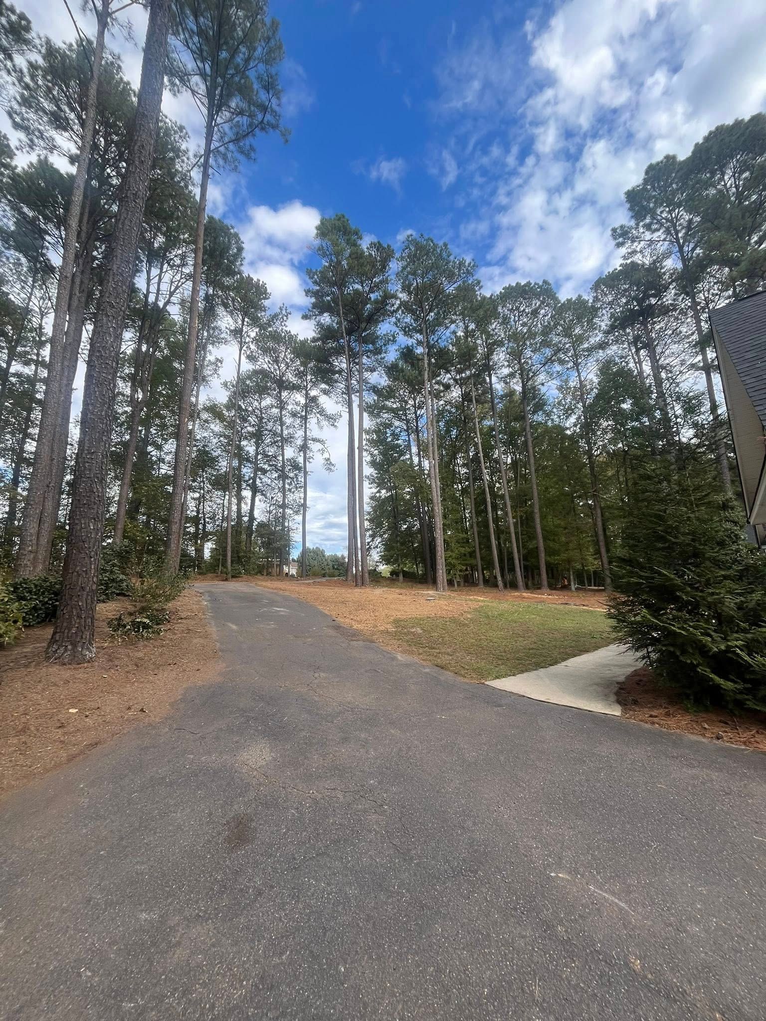 Paved path curving through tall pine trees under a partly cloudy sky.