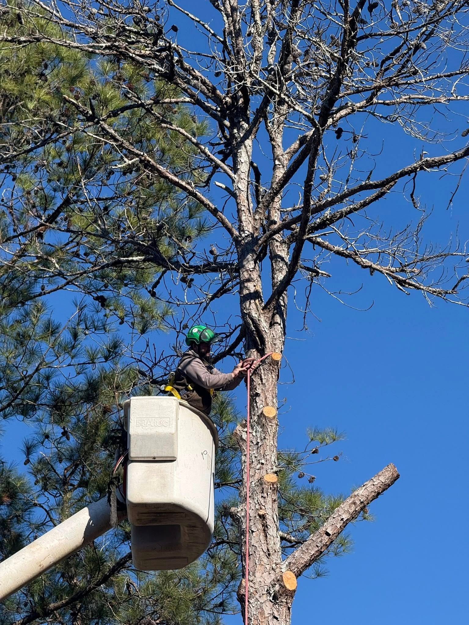 Worker in a bucket lift trimming a tall tree against a clear blue sky.