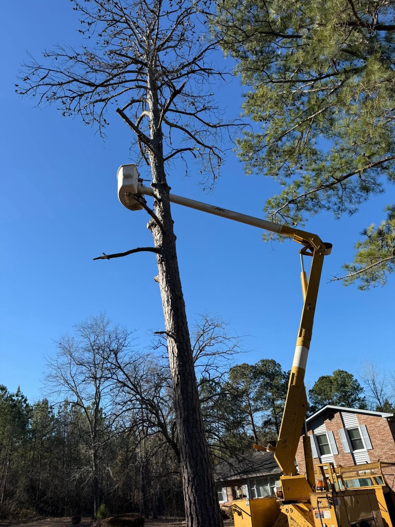 Tree worker in a bucket lift trimming a tall pine against a clear blue sky.