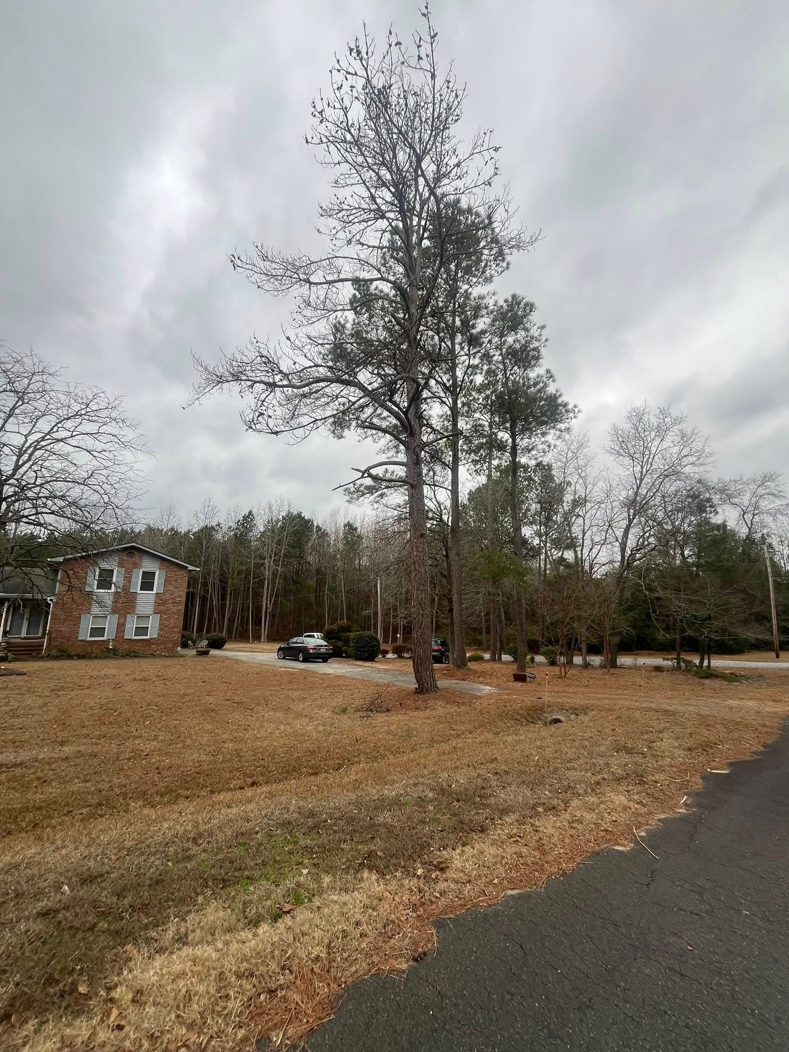 Tall pine tree in a leaf-covered yard beside a road, with a brick house and cloudy sky in the background