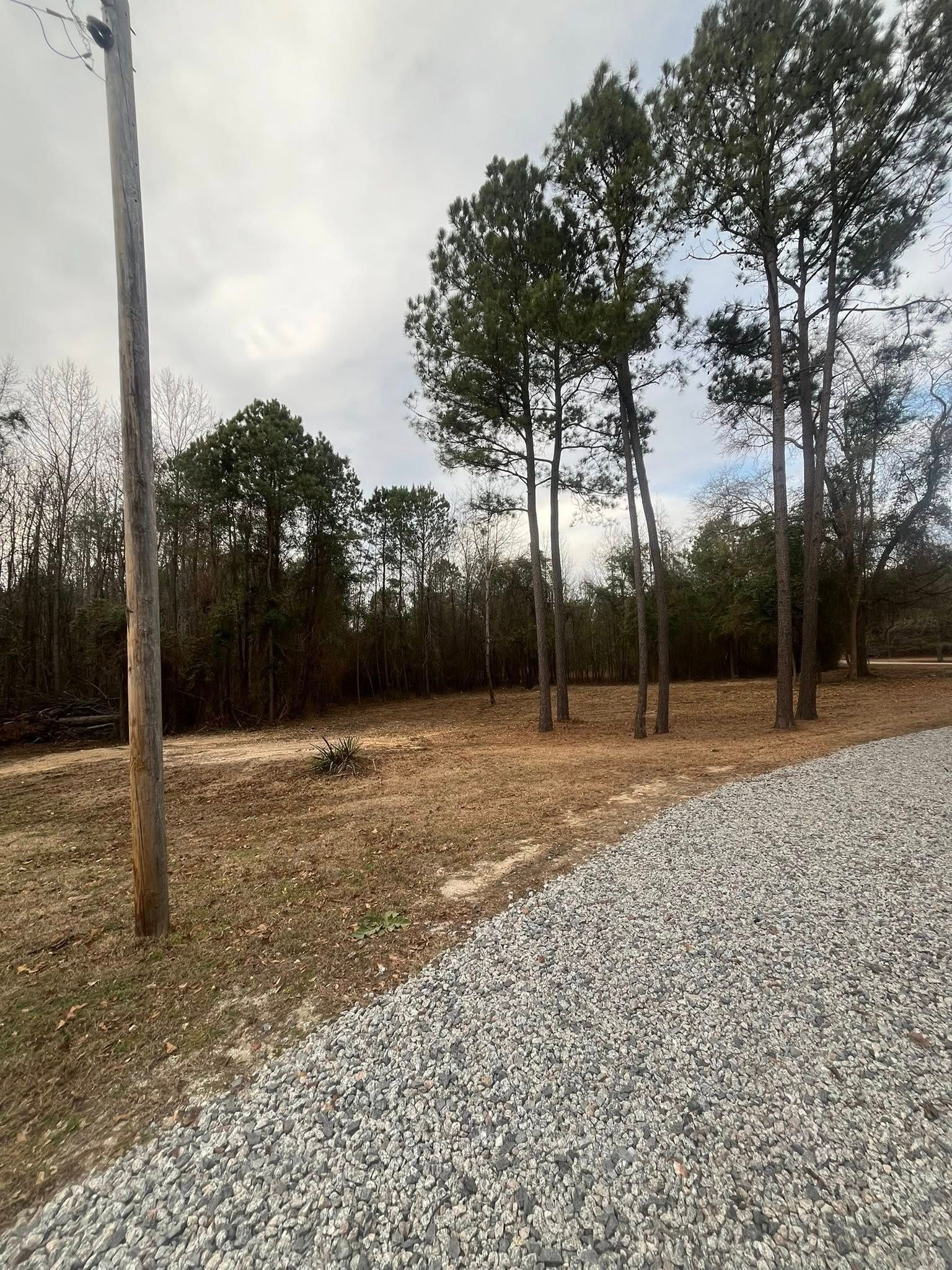 Gravel driveway beside a wooded lot with tall pine trees under an overcast sky.