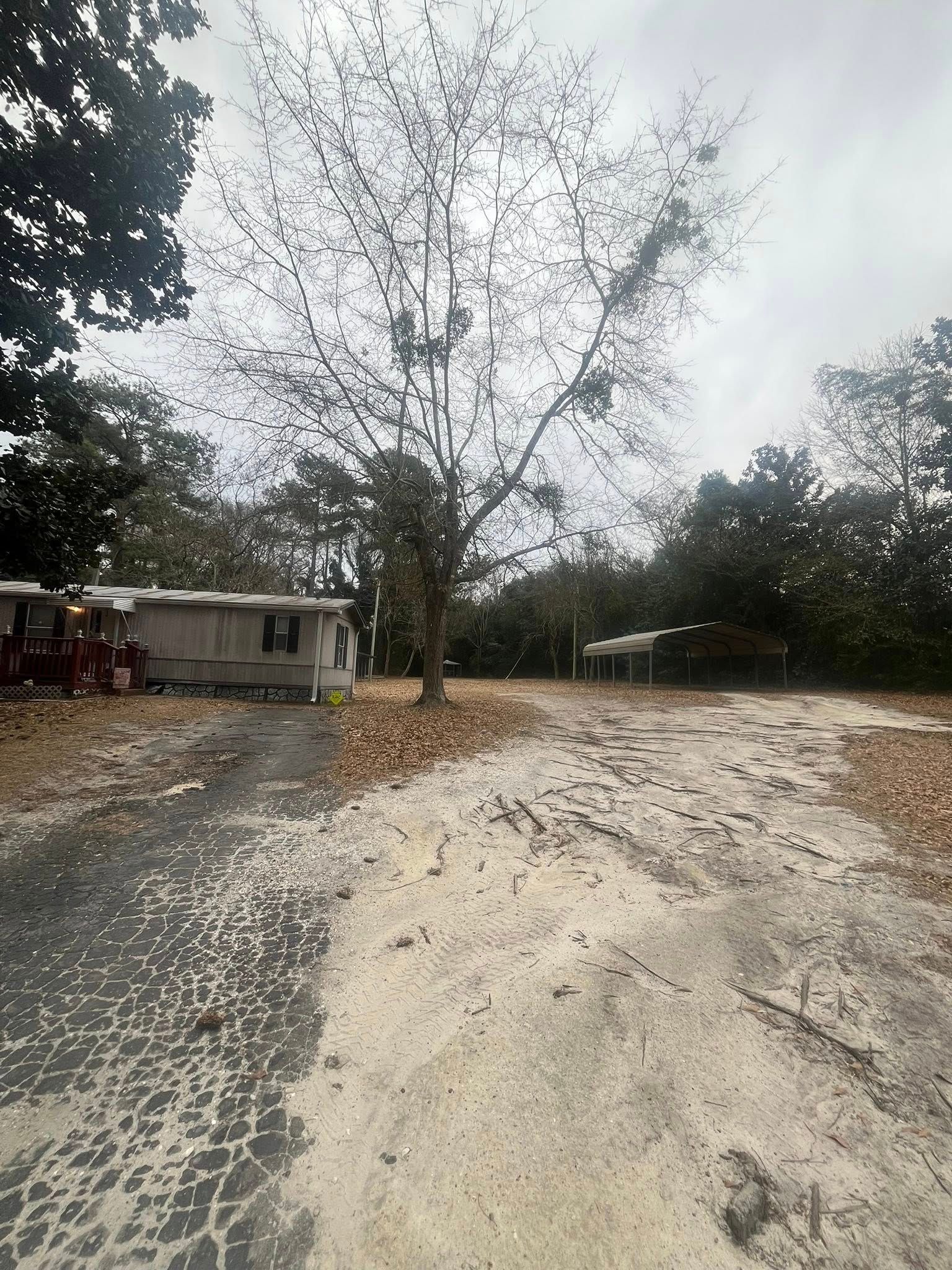 Leafless tree in a dusty open yard beside a small house under a bright sky.