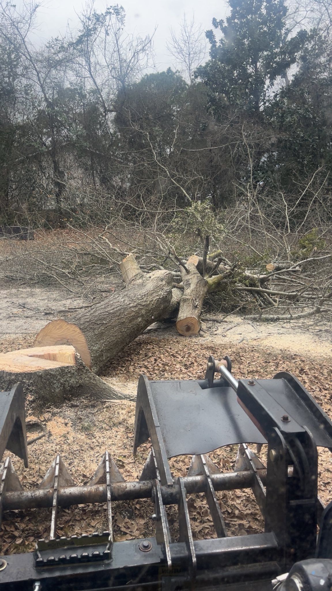 Logging machine cutting a fallen tree in a wooded area