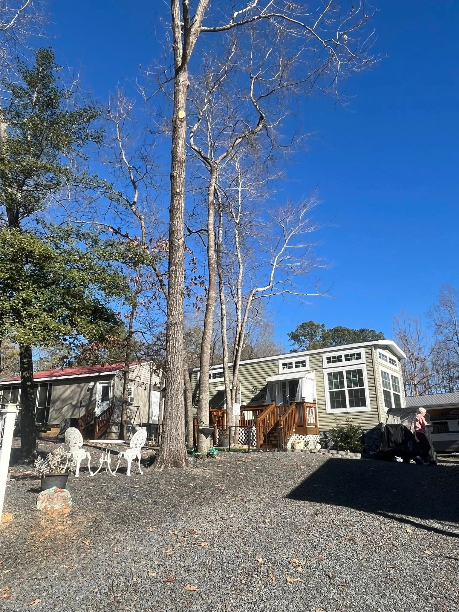 Rural yard with tall bare trees, gravel ground, and a small house under a bright blue sky.
