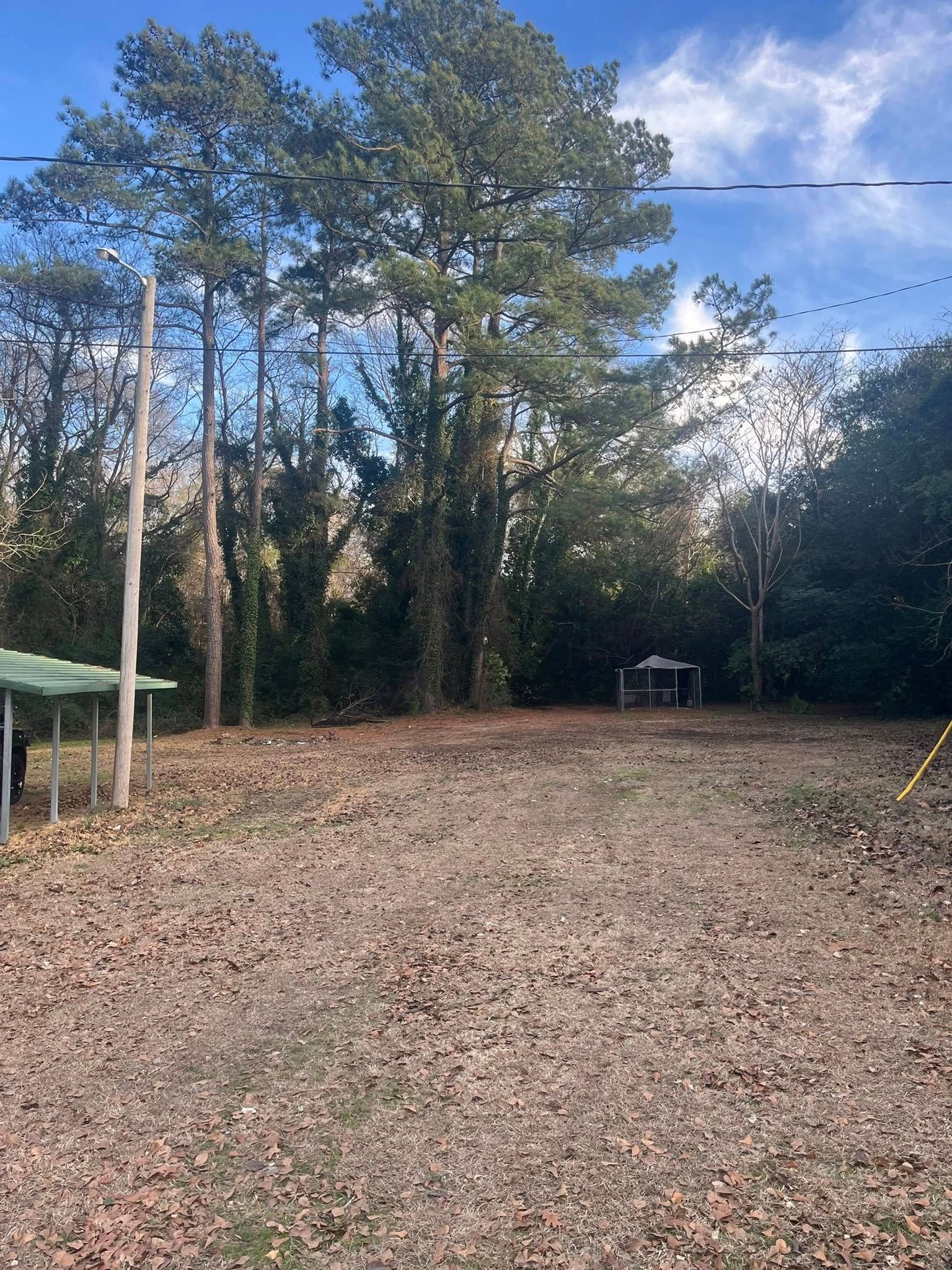 Wooded yard with leaf-covered ground, tall trees, and a small green-roofed structure on the left under a blue sky.