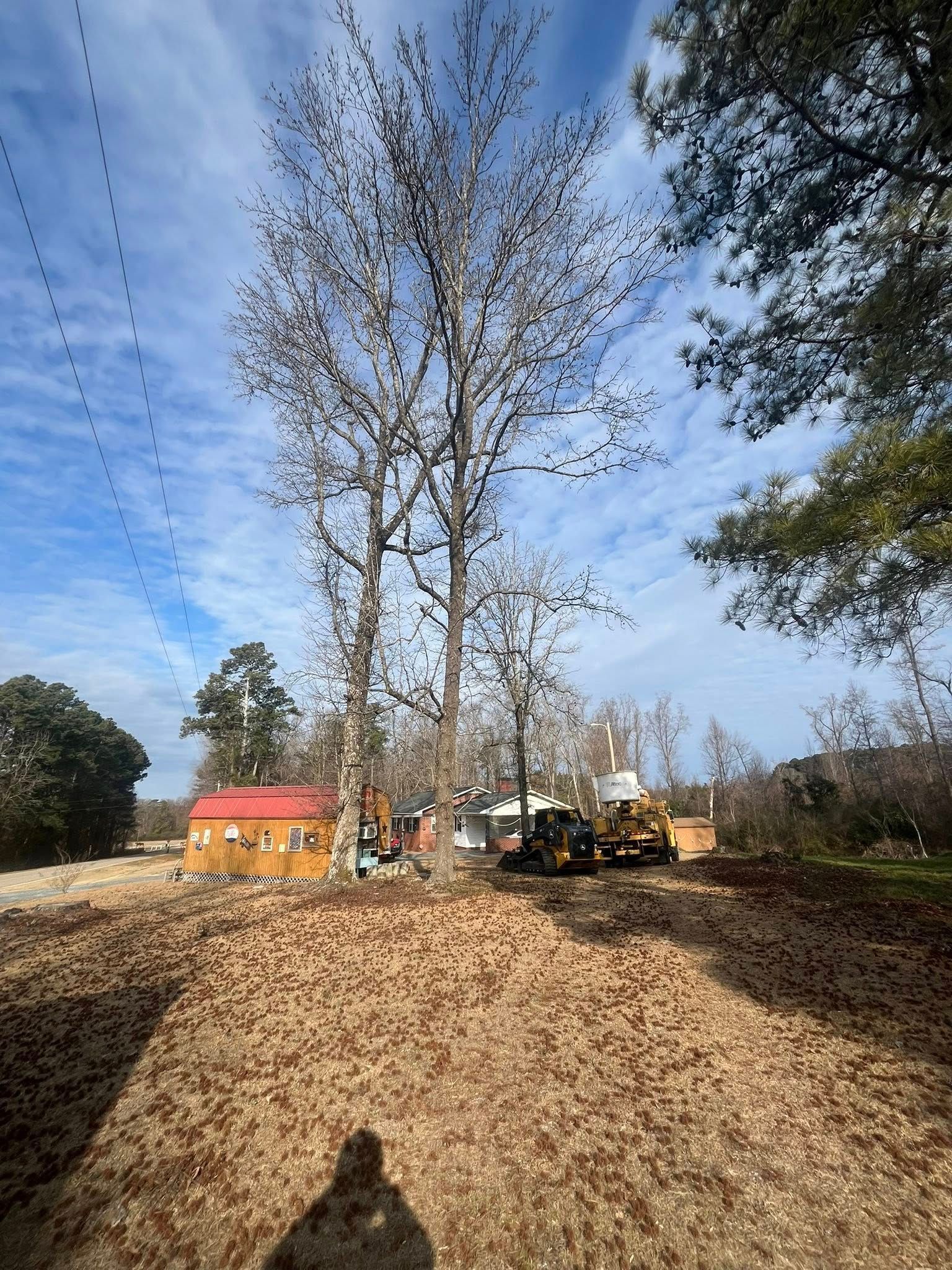Tall leafless tree on a dirt mound at a worksite with an excavator, house, and blue sky behind it
